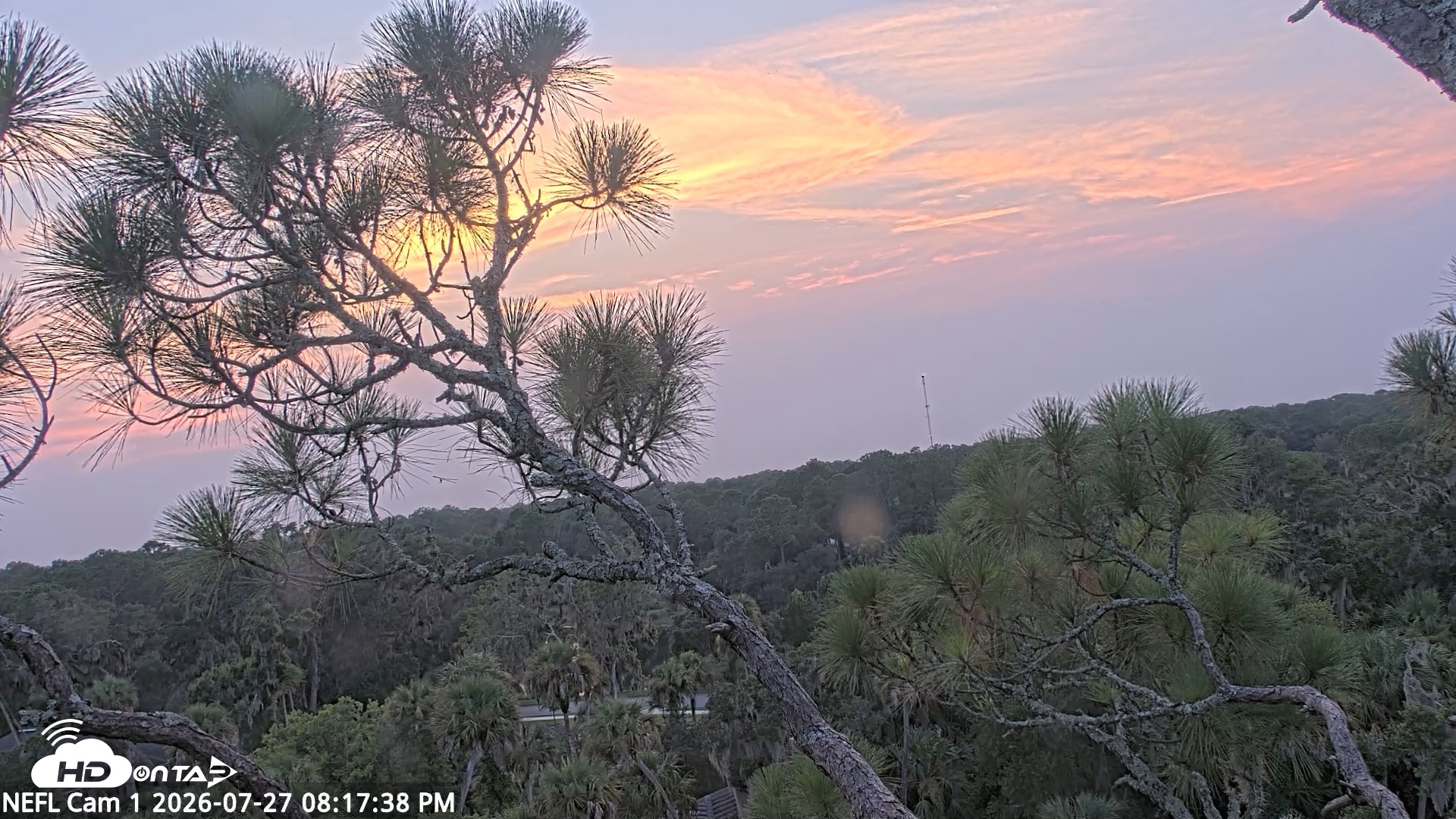 Snapshot of NE Florida Eagles Live Webcam taken Jul 27, 2026, 8:18pm EDT
