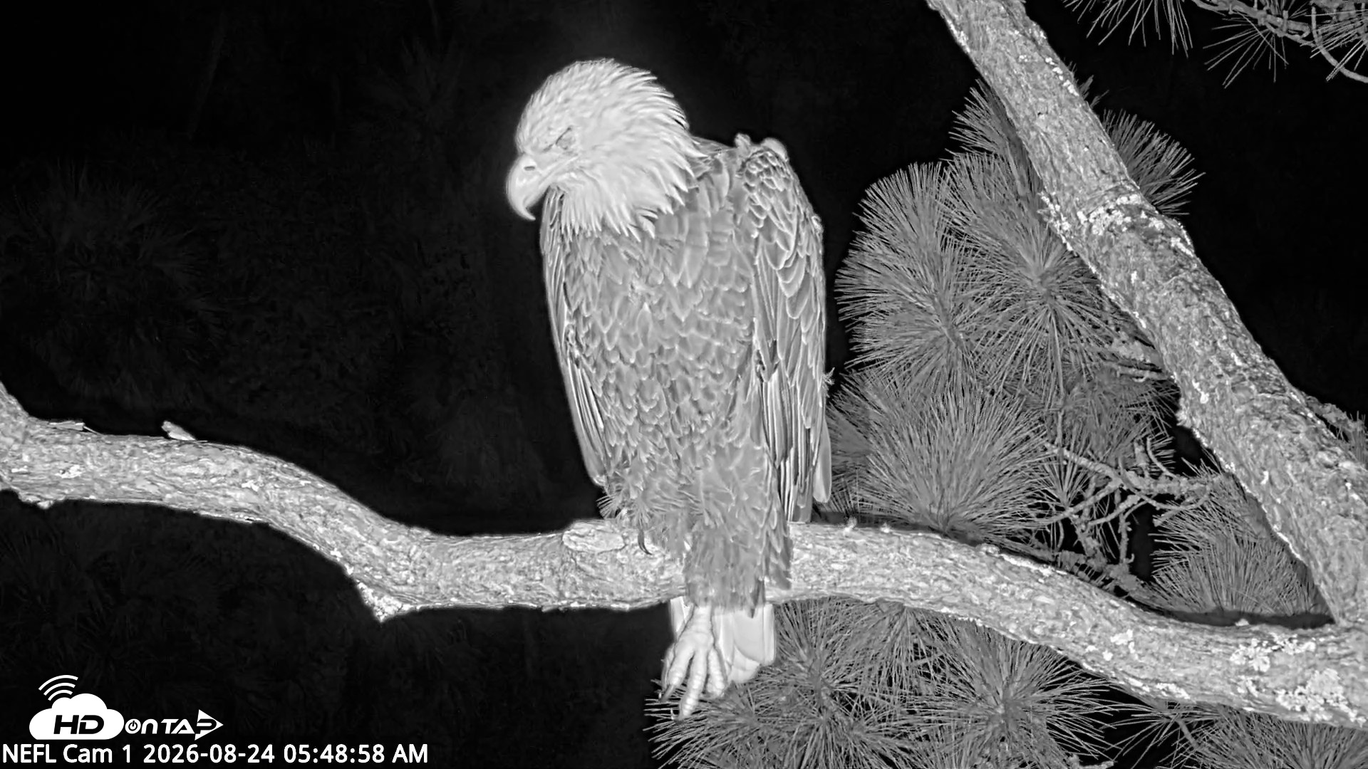 Snapshot of NE Florida Eagles Live Webcam taken Aug 24, 2026, 5:51am EDT