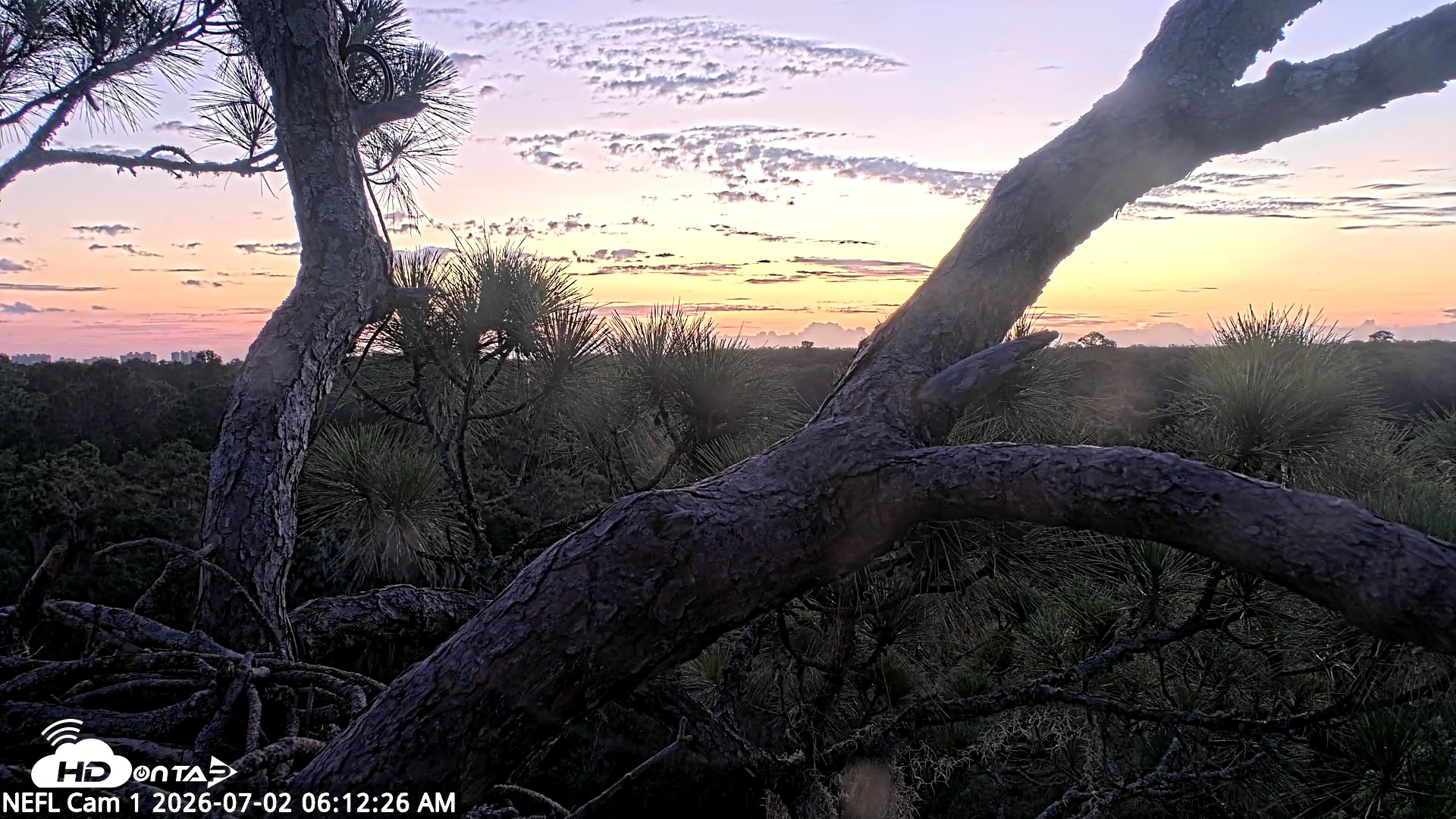 Snapshot of NE Florida Eagles Live Webcam taken Jul 2, 2026, 6:14am EDT