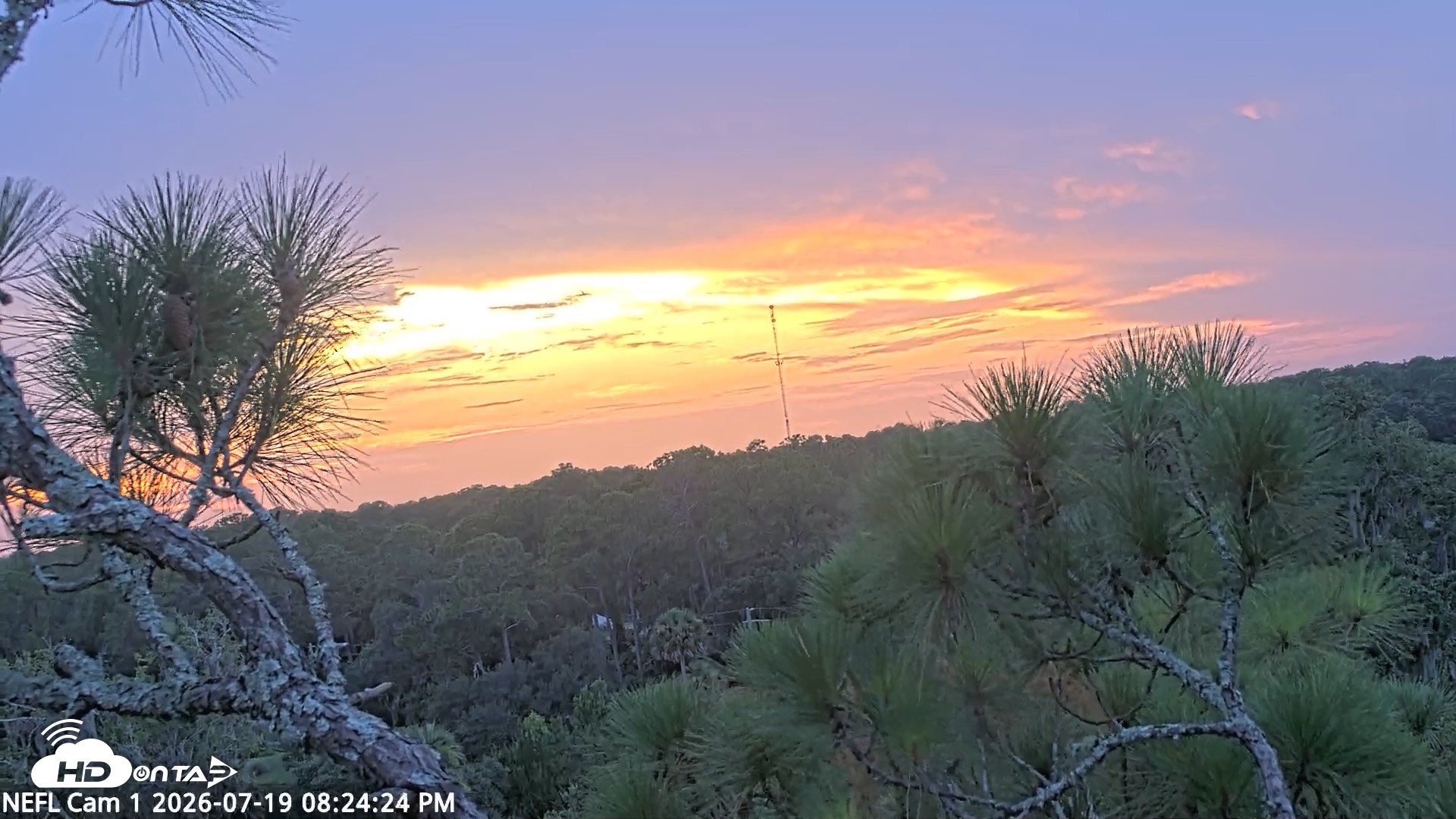 Snapshot of NE Florida Eagles Live Webcam taken Jul 19, 2026, 8:25pm EDT