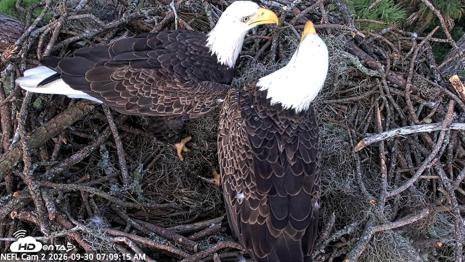 Snapshot of NE Florida Eagles Live Webcam taken Sep 30, 2026, 7:10am EDT