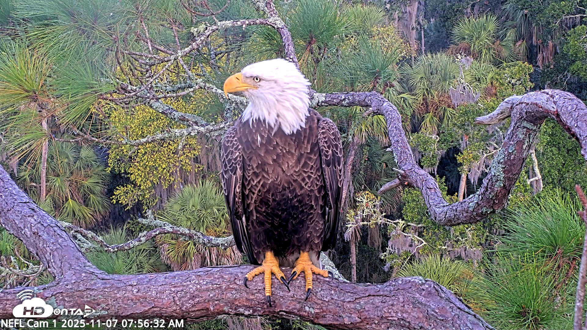 Snapshot of NE Florida Eagles Live Webcam taken Nov 7, 2025, 7:57am EST