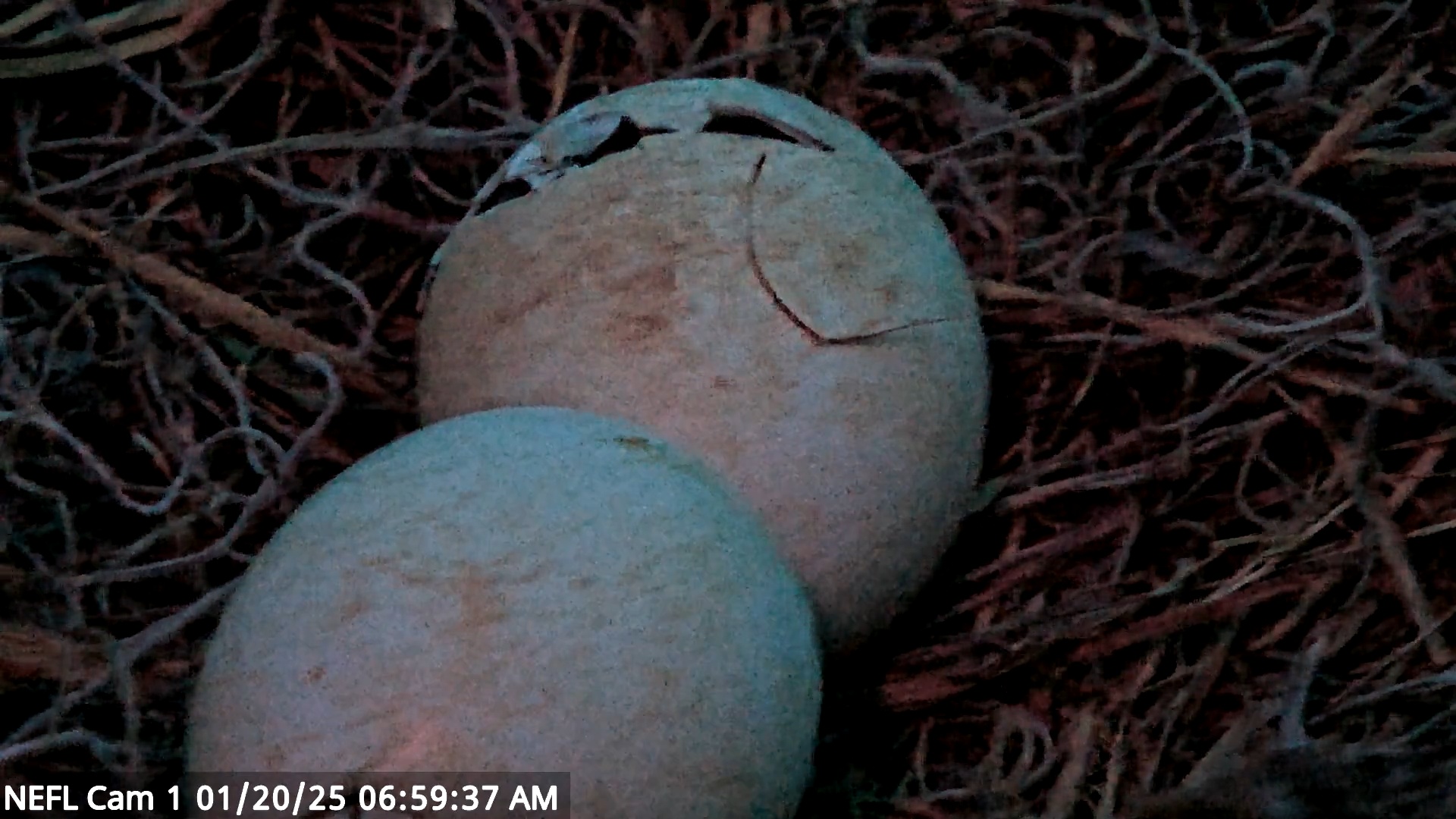 Snapshot of NE Florida Eagles Live Webcam taken Jan 20, 2025, 6:59am EST