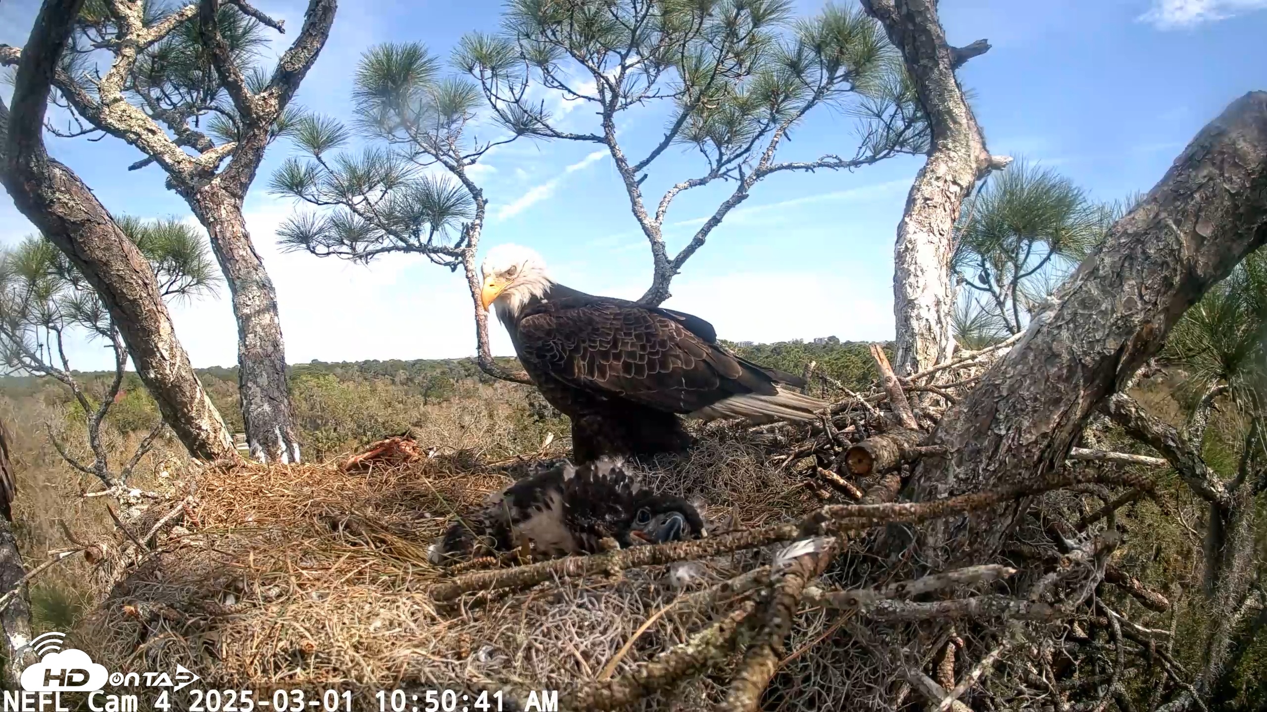 Snapshot of NE Florida Eagles Live Webcam taken Mar 1, 2025, 10:50am EST