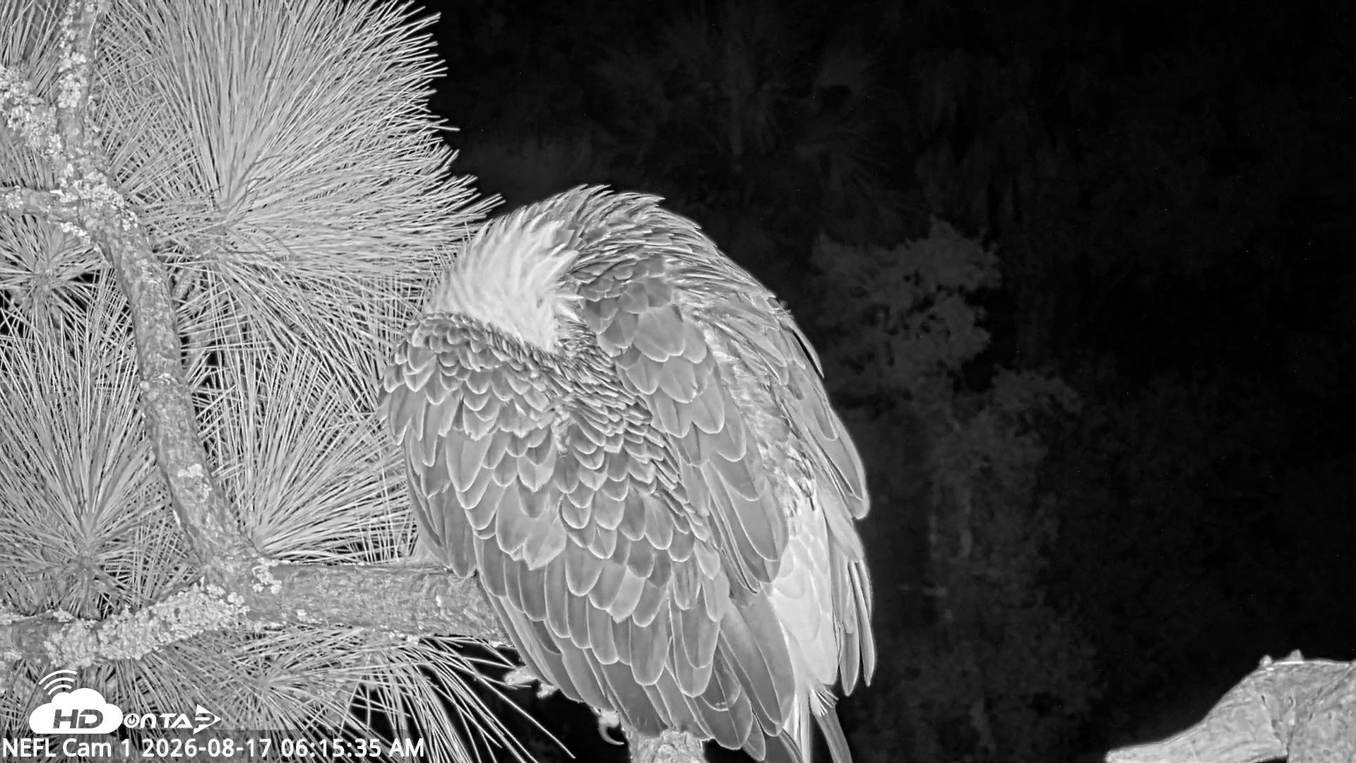 Snapshot of NE Florida Eagles Live Webcam taken Aug 17, 2026, 6:16am EDT