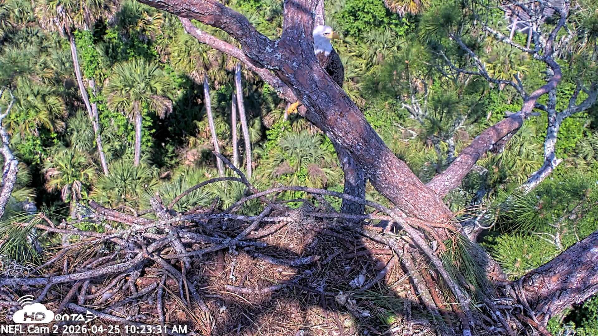 Snapshot of NE Florida Eagles Live Webcam taken Apr 25, 2026, 10:24am EDT