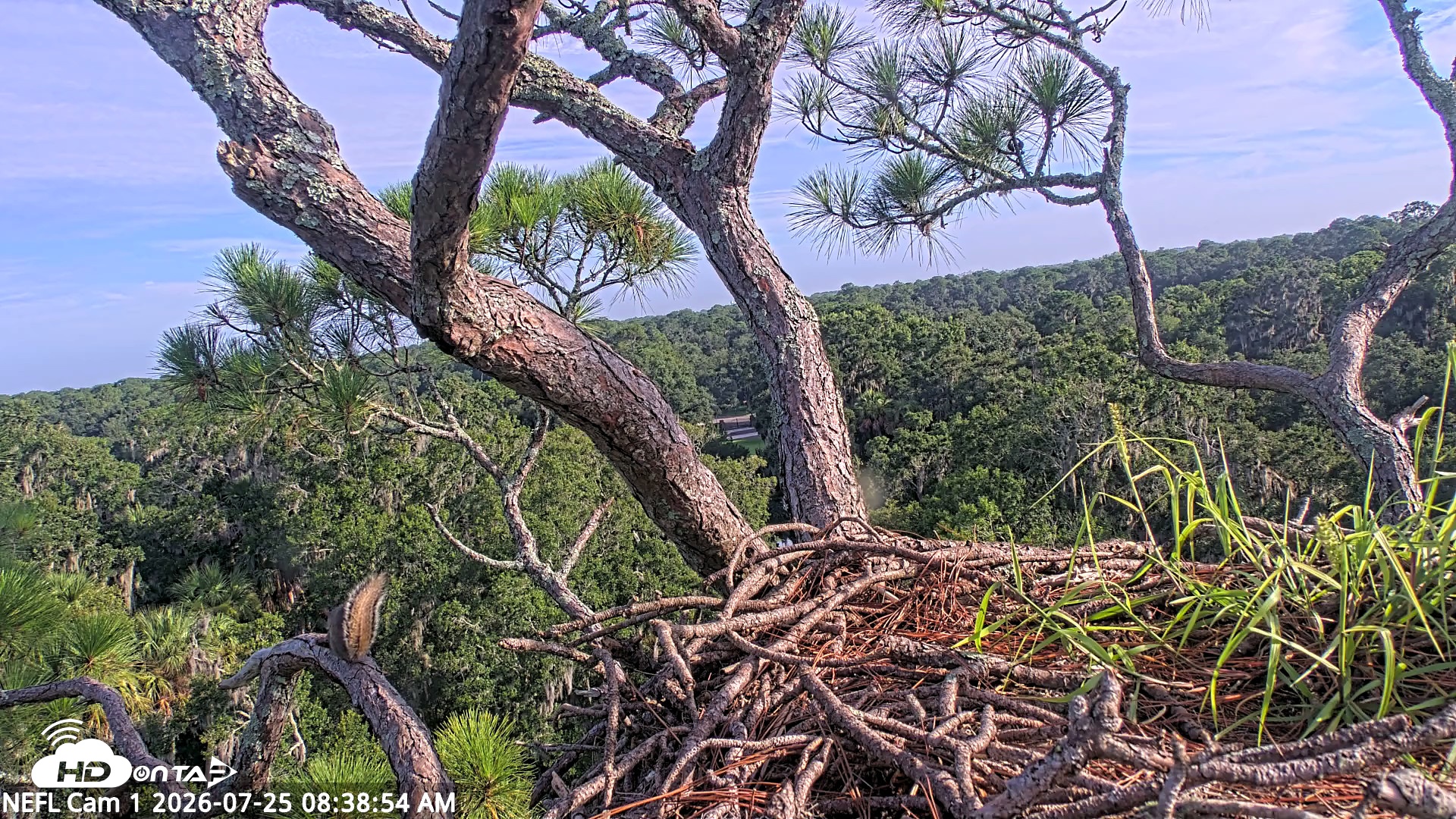 Snapshot of NE Florida Eagles Live Webcam taken Jul 25, 2026, 8:39am EDT