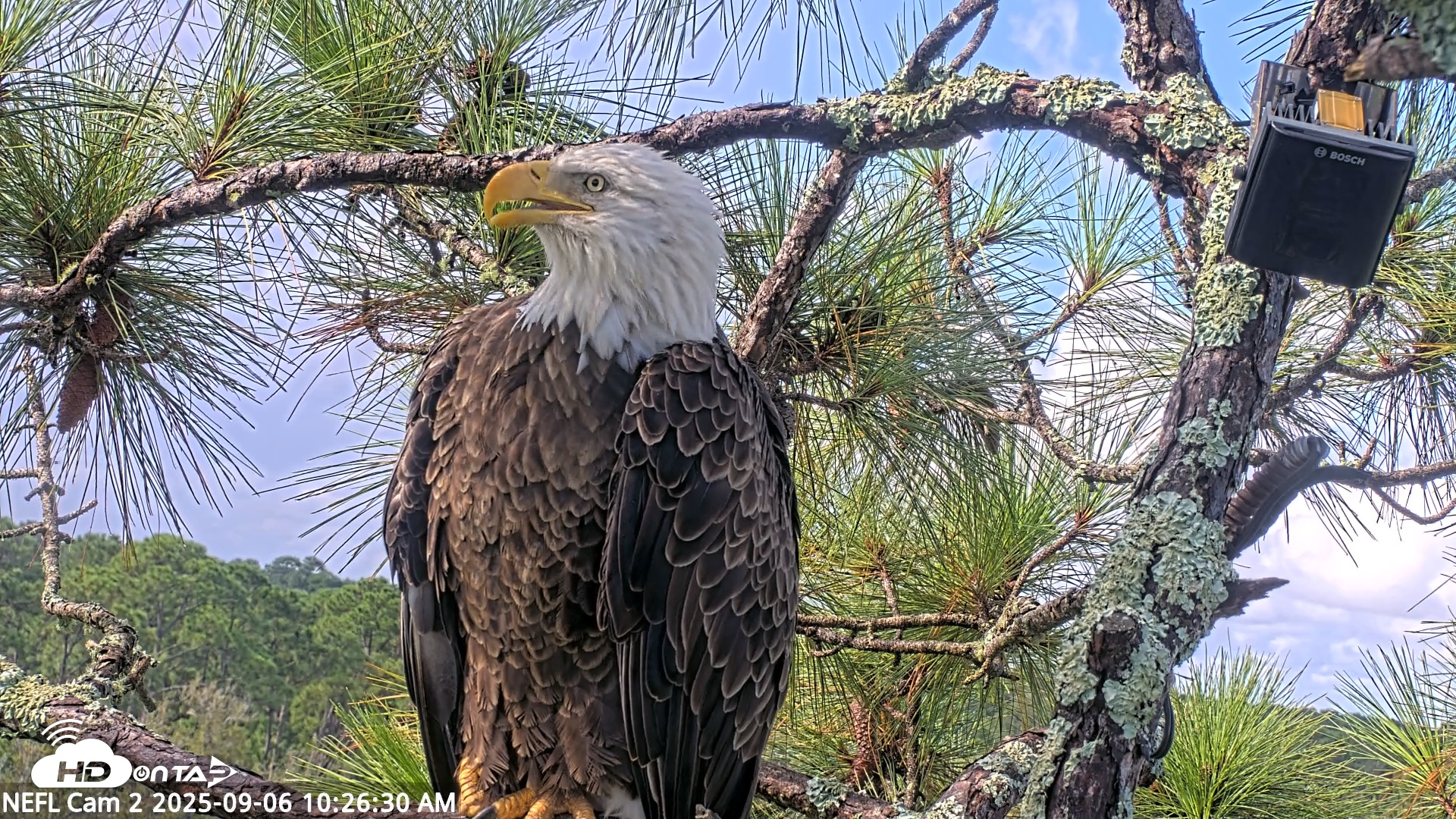 Snapshot of NE Florida Eagles Live Webcam taken Sep 6, 2025, 10:27am EDT