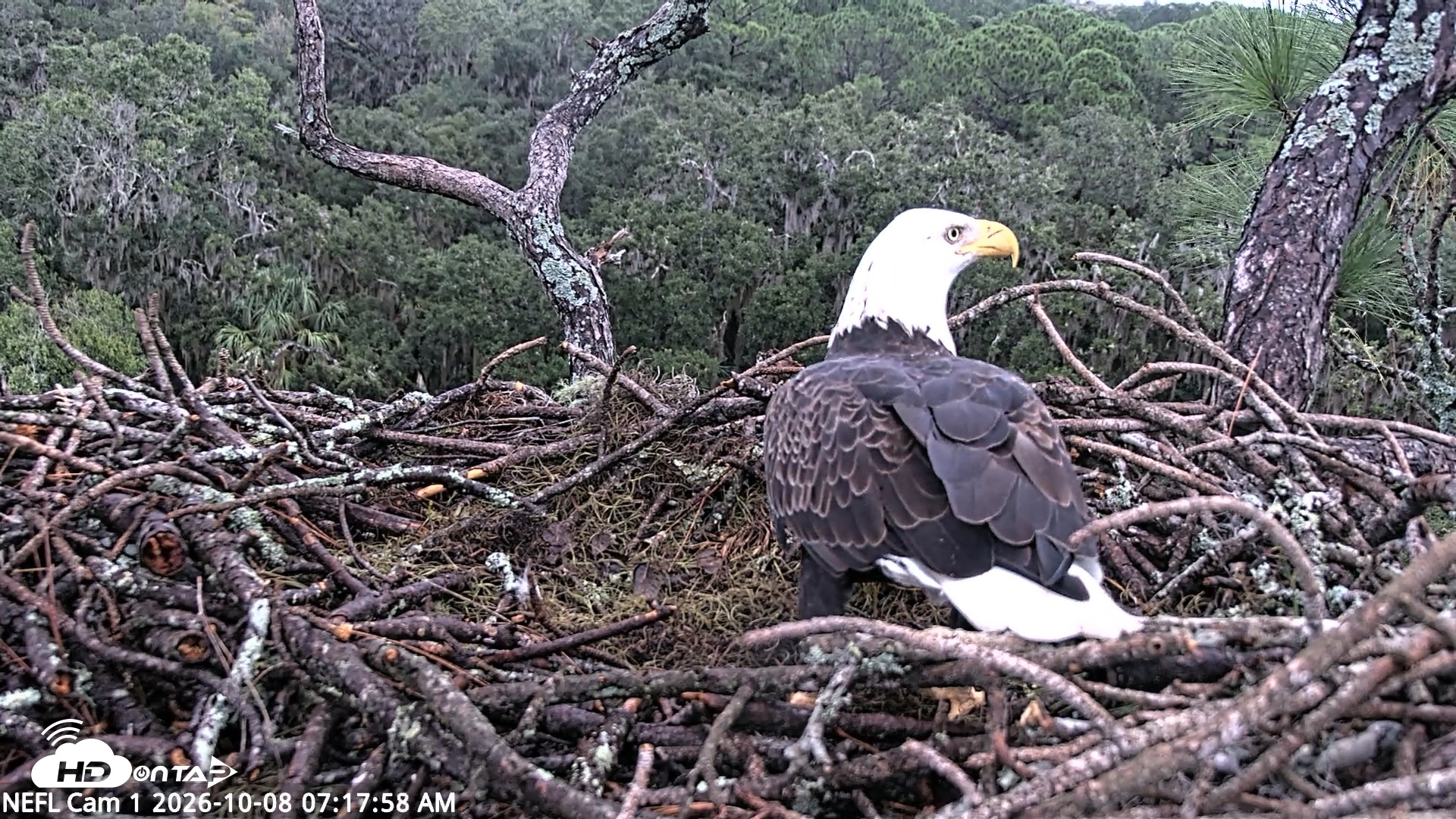 Snapshot of NE Florida Eagles Live Webcam taken Oct 8, 2026, 7:18am EDT