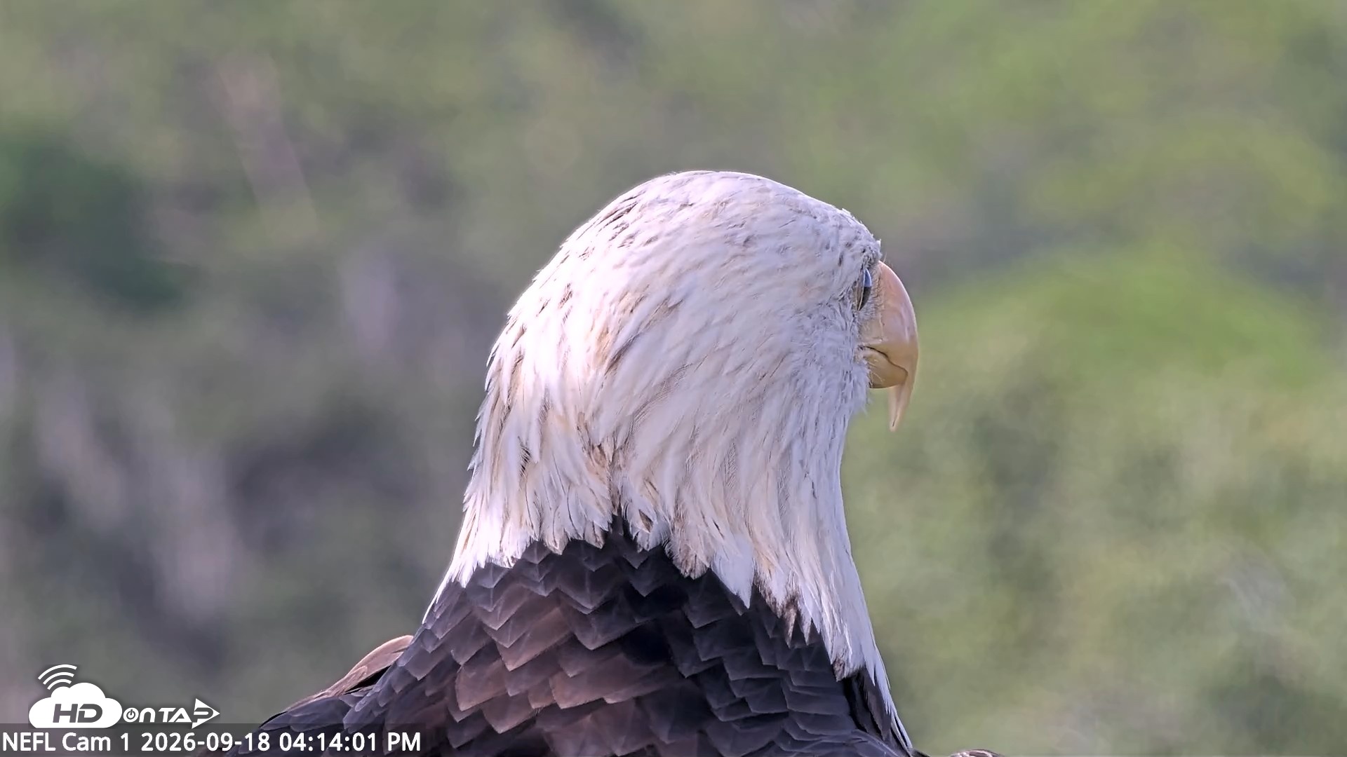 Snapshot of NE Florida Eagles Live Webcam taken Sep 18, 2026, 4:14pm EDT