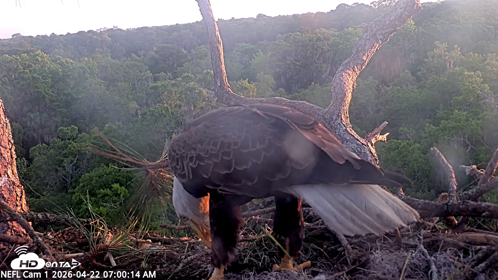 Snapshot of NE Florida Eagles Live Webcam taken Apr 22, 2026, 7:01am EDT