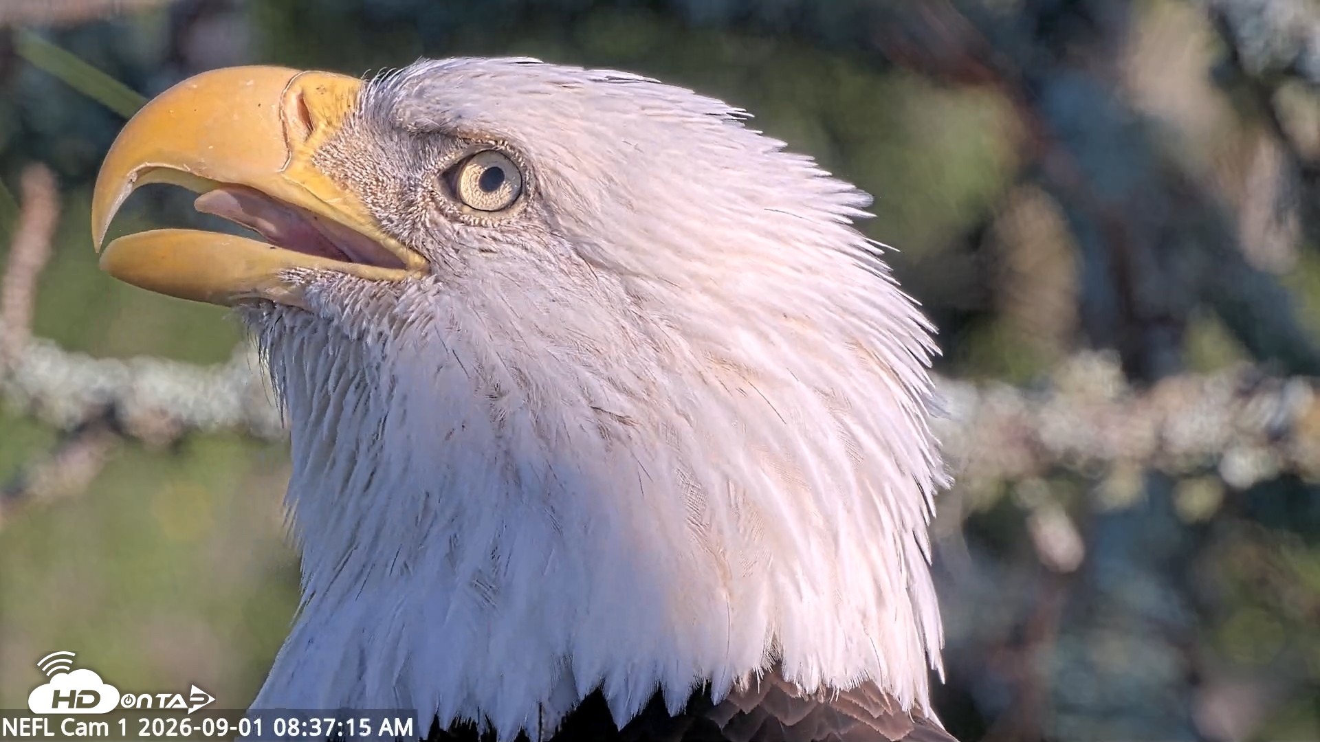 Snapshot of NE Florida Eagles Live Webcam taken Sep 1, 2026, 8:38am EDT
