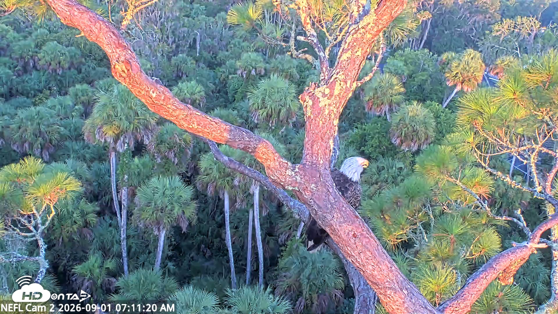 Snapshot of NE Florida Eagles Live Webcam taken Sep 1, 2026, 7:12am EDT