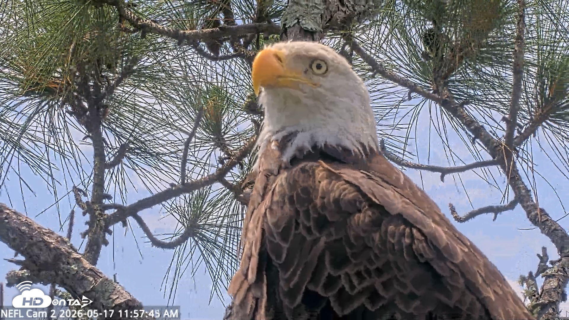 Snapshot of NE Florida Eagles Live Webcam taken May 17, 2026, 11:59am EDT
