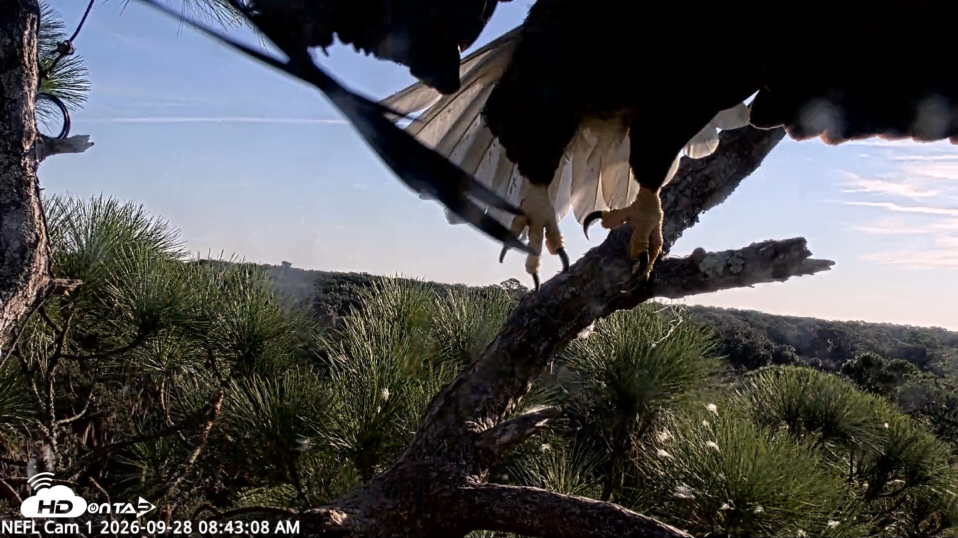 Snapshot of NE Florida Eagles Live Webcam taken Sep 28, 2026, 8:44am EDT