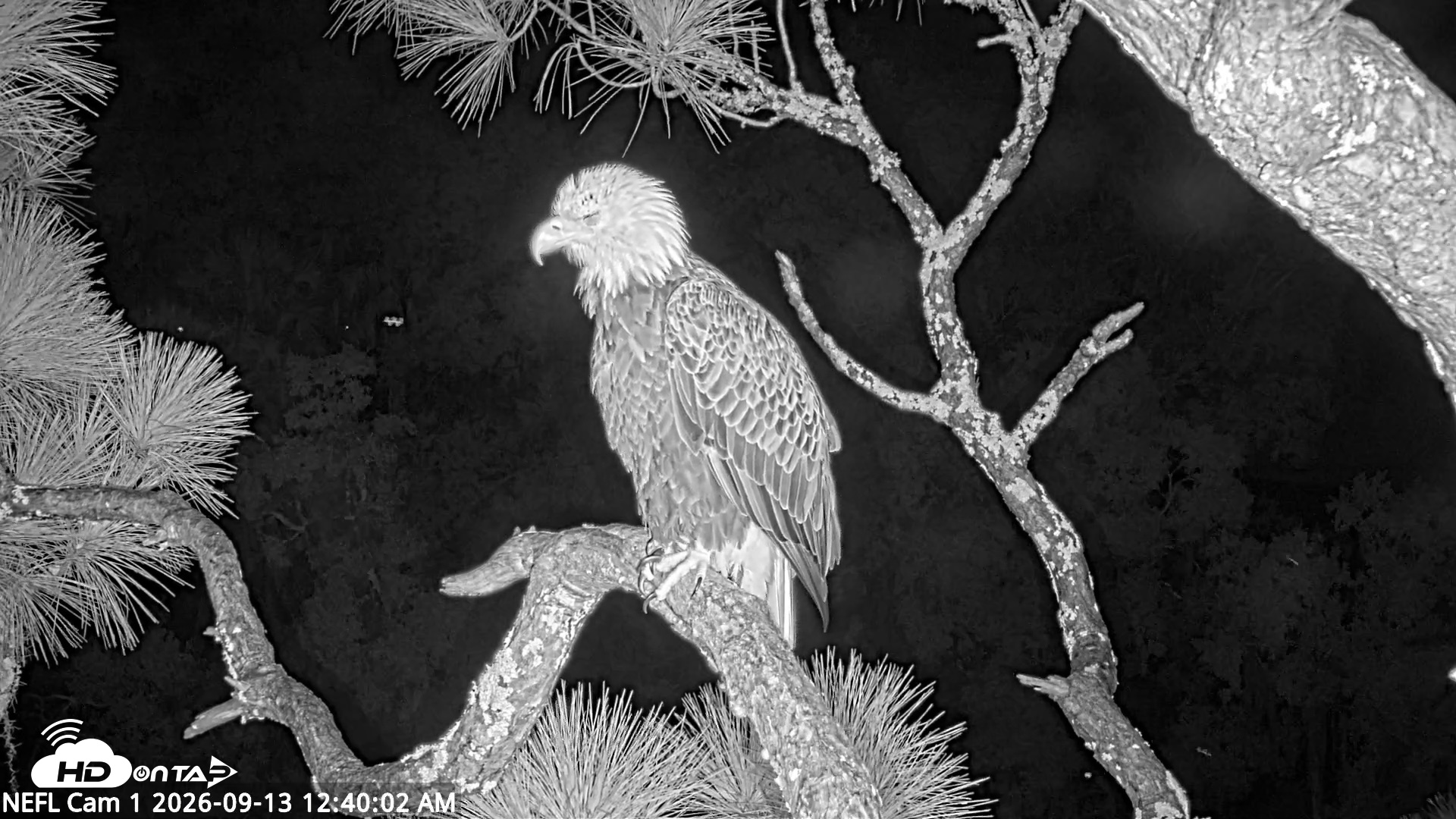 Snapshot of NE Florida Eagles Live Webcam taken Sep 13, 2026, 12:41am EDT