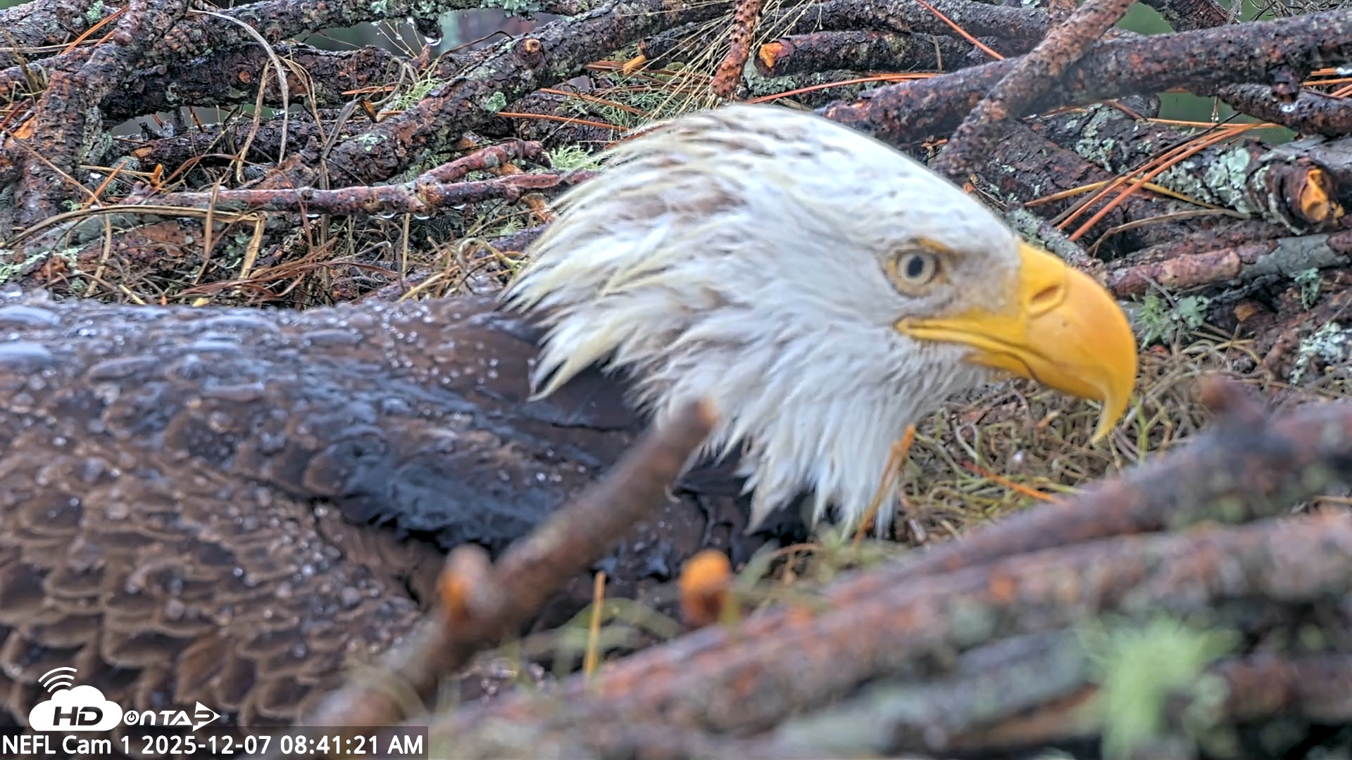 Snapshot of NE Florida Eagles Live Webcam taken Dec 7, 2025, 8:42am EST