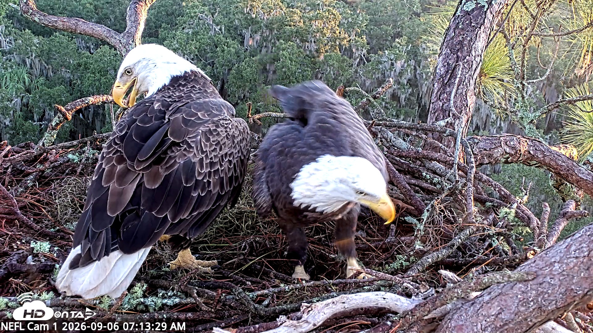 Snapshot of NE Florida Eagles Live Webcam taken Sep 6, 2026, 7:14am EDT