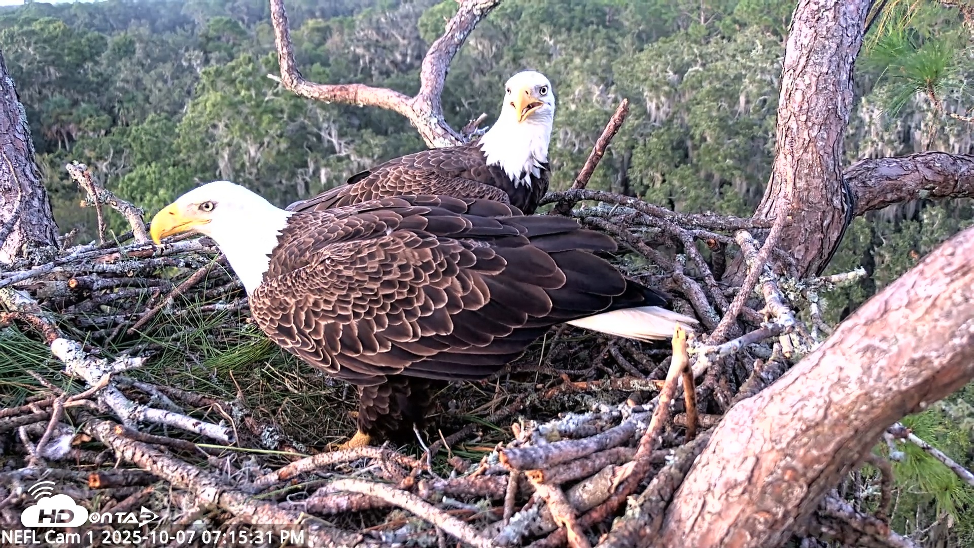 Snapshot of NE Florida Eagles Live Webcam taken Oct 7, 2025, 7:16pm EDT