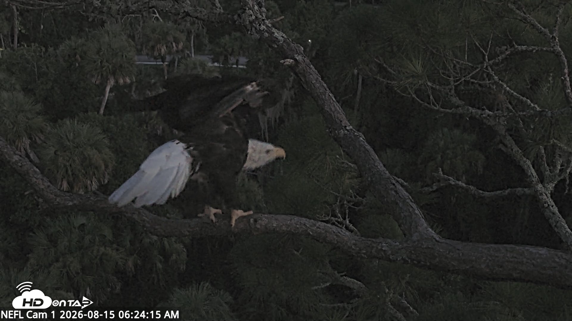 Snapshot of NE Florida Eagles Live Webcam taken Aug 15, 2026, 6:25am EDT