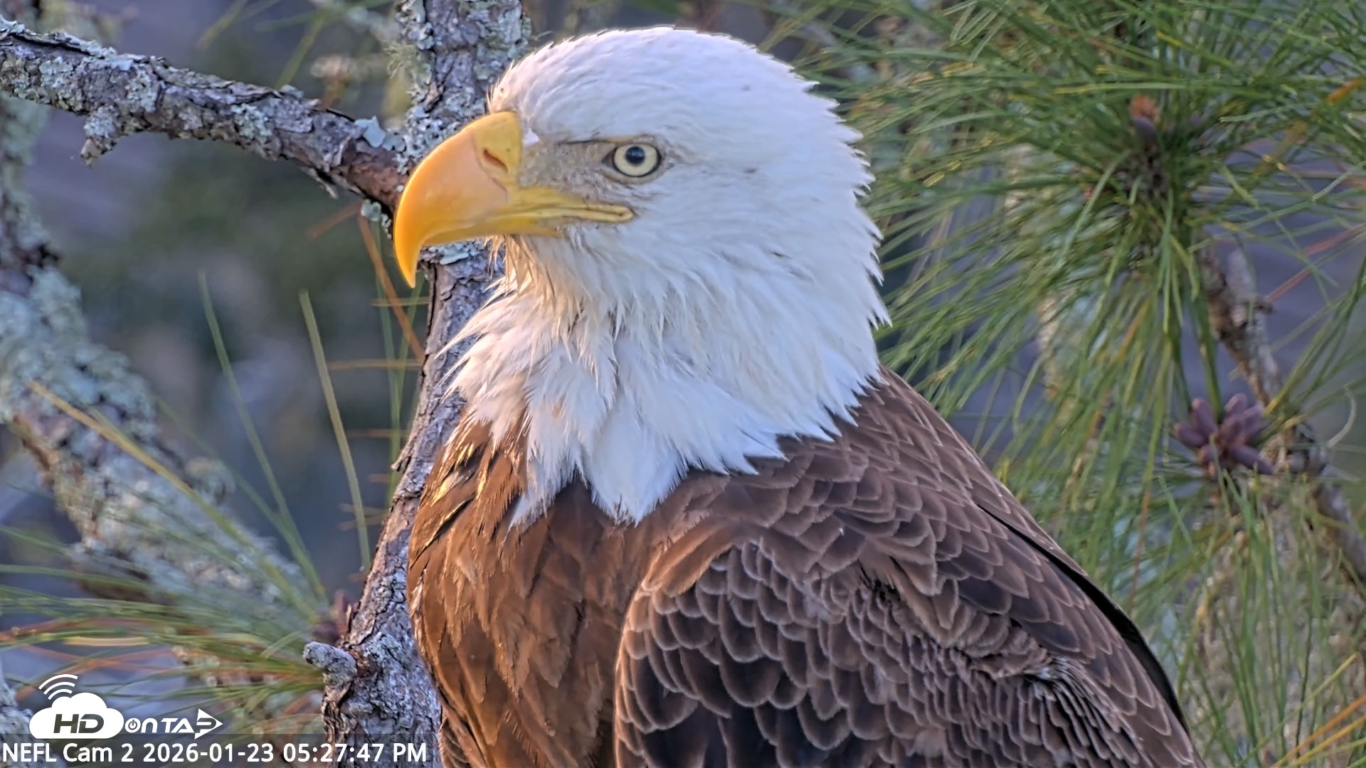 Snapshot of NE Florida Eagles Live Webcam taken Jan 23, 2026, 5:28pm EST