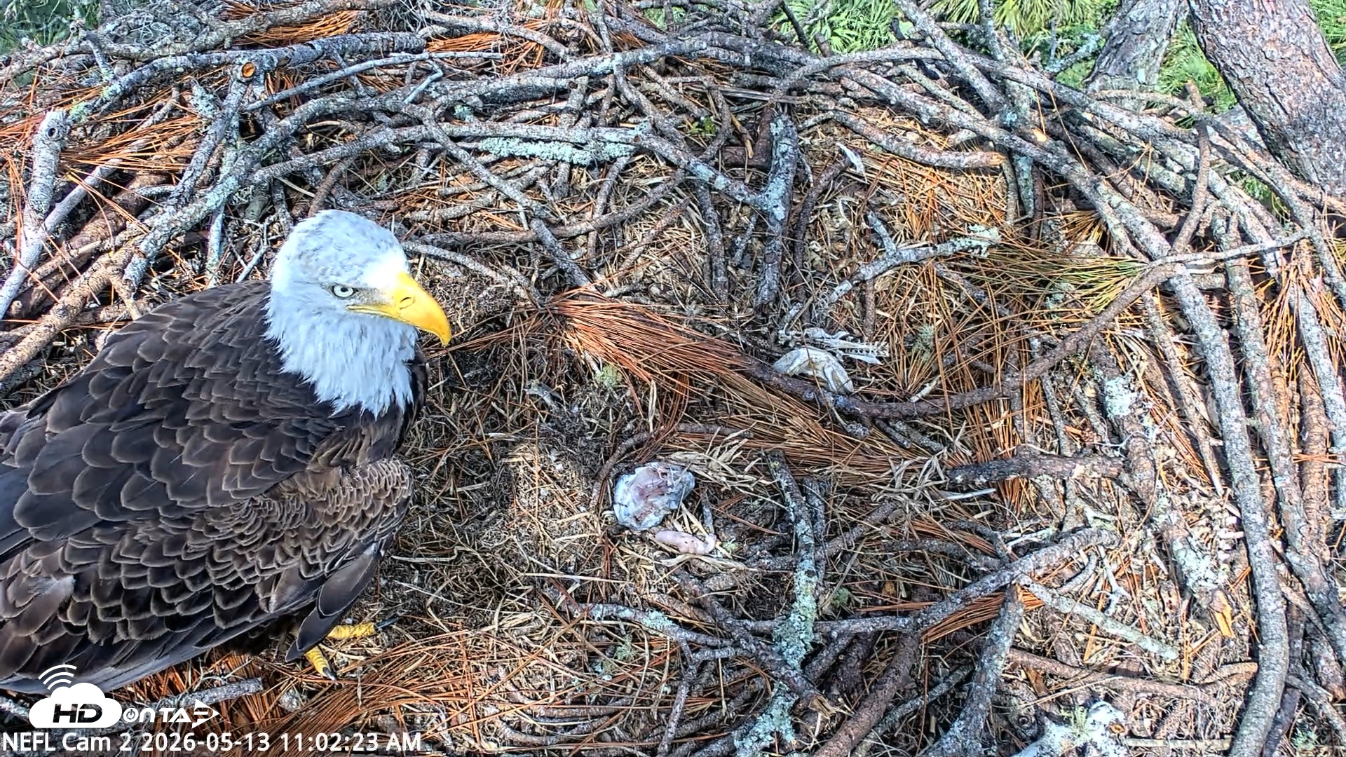 Snapshot of NE Florida Eagles Live Webcam taken May 13, 2026, 11:03am EDT