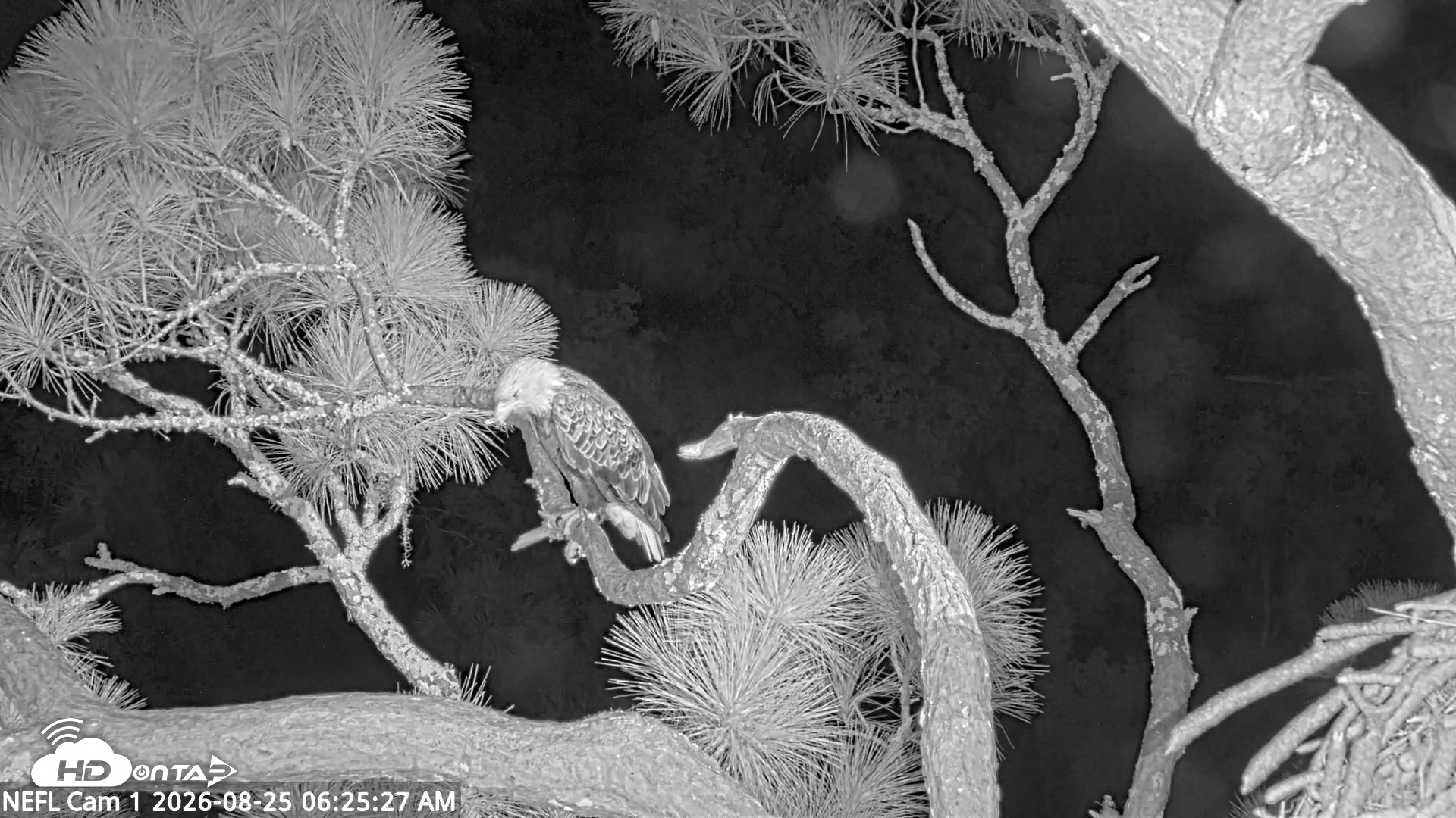 Snapshot of NE Florida Eagles Live Webcam taken Aug 25, 2026, 6:26am EDT
