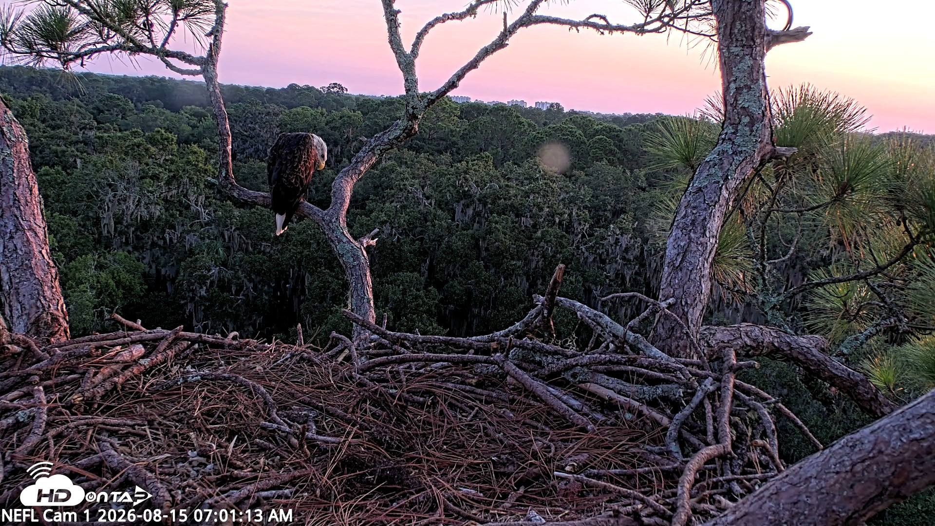 Snapshot of NE Florida Eagles Live Webcam taken Aug 15, 2026, 7:02am EDT