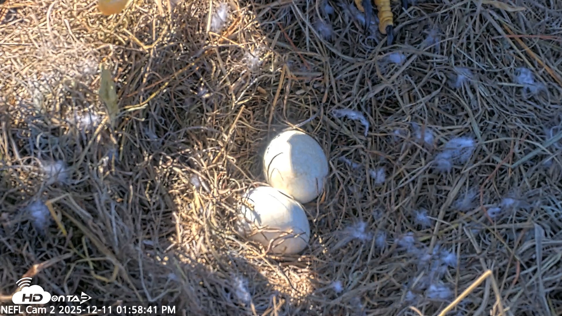 Snapshot of NE Florida Eagles Live Webcam taken Dec 11, 2025, 1:59pm EST