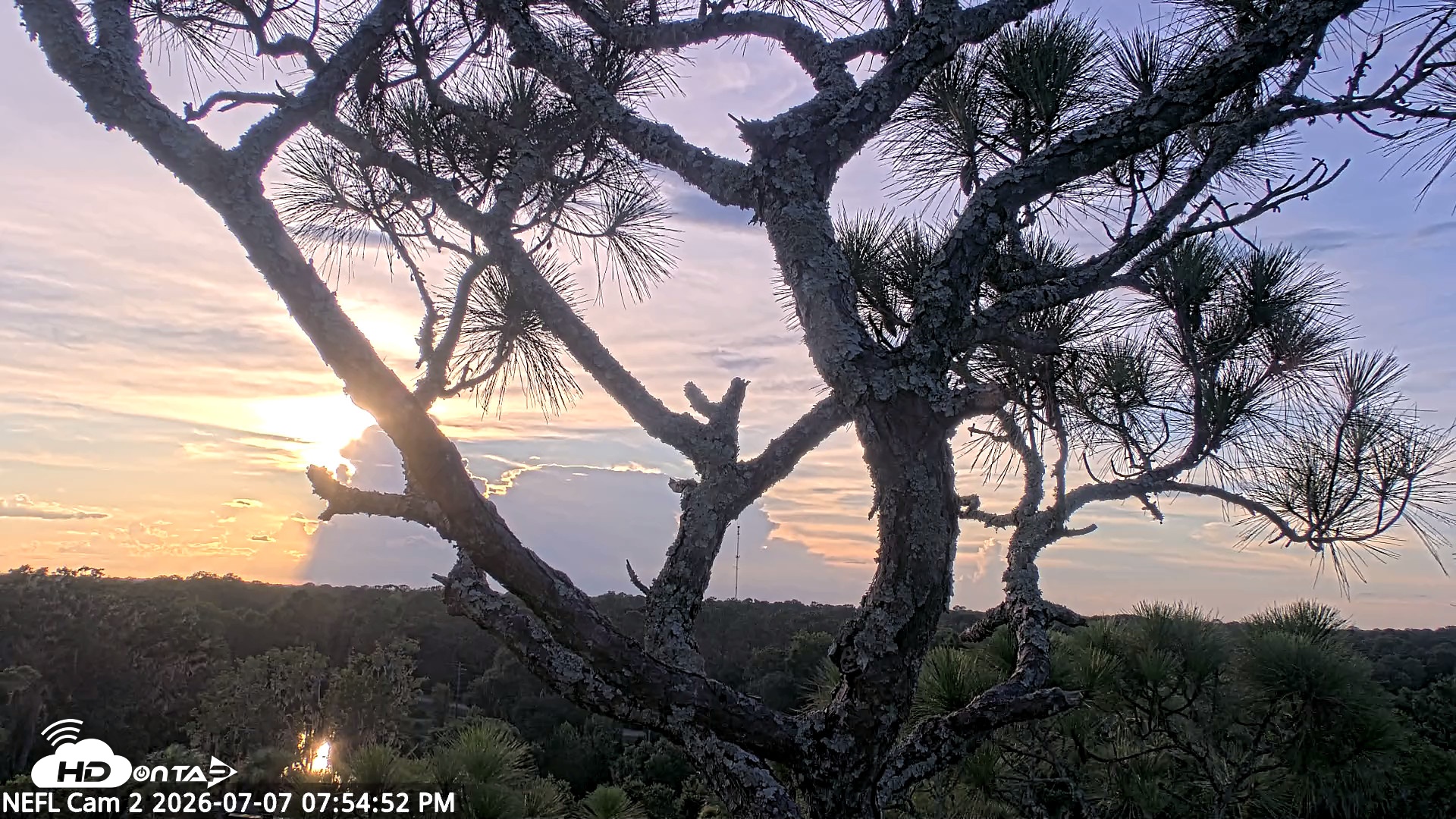 Snapshot of NE Florida Eagles Live Webcam taken Jul 7, 2026, 7:55pm EDT