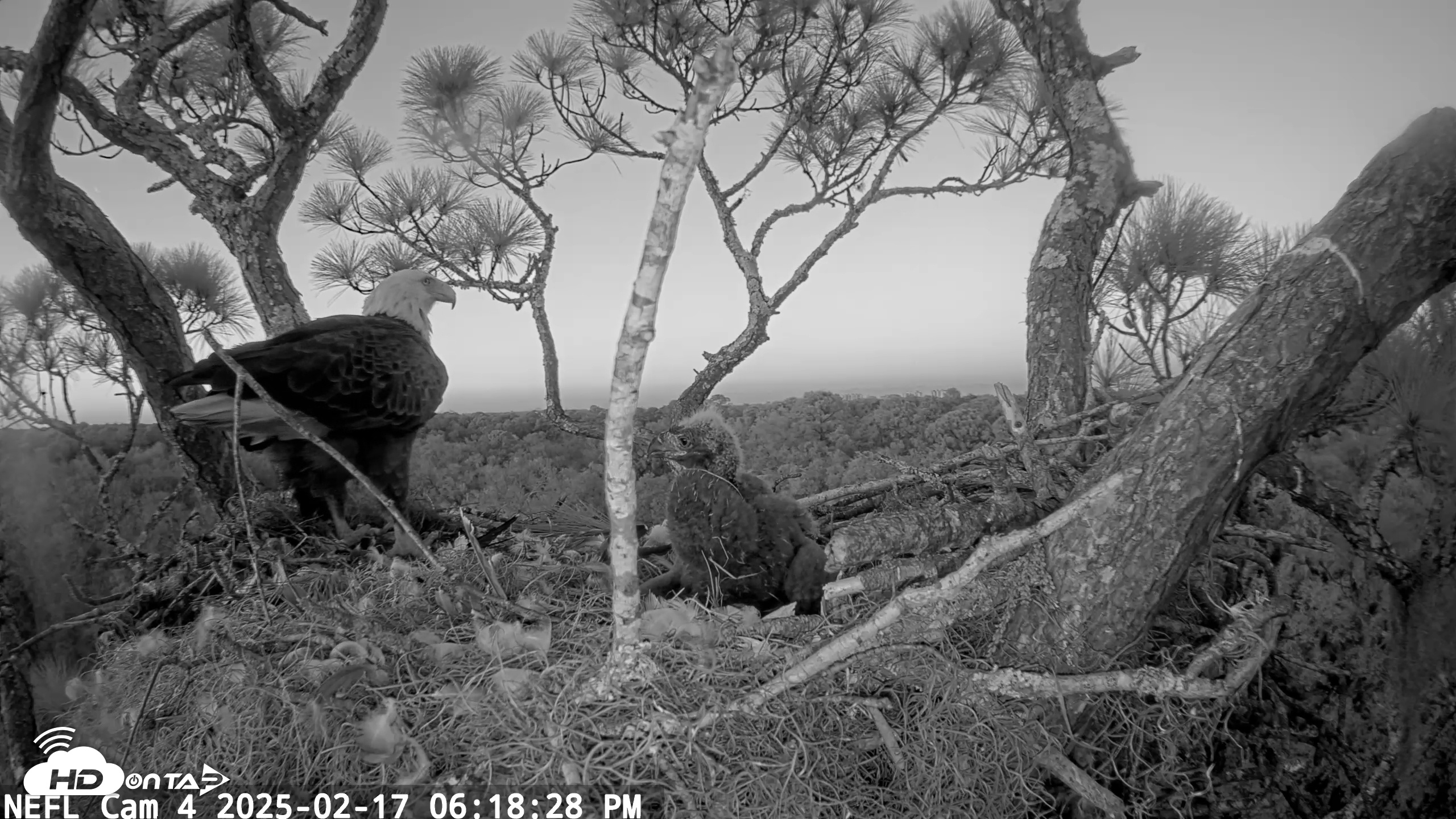 Snapshot of NE Florida Eagles Live Webcam taken Feb 17, 2025, 6:18pm EST