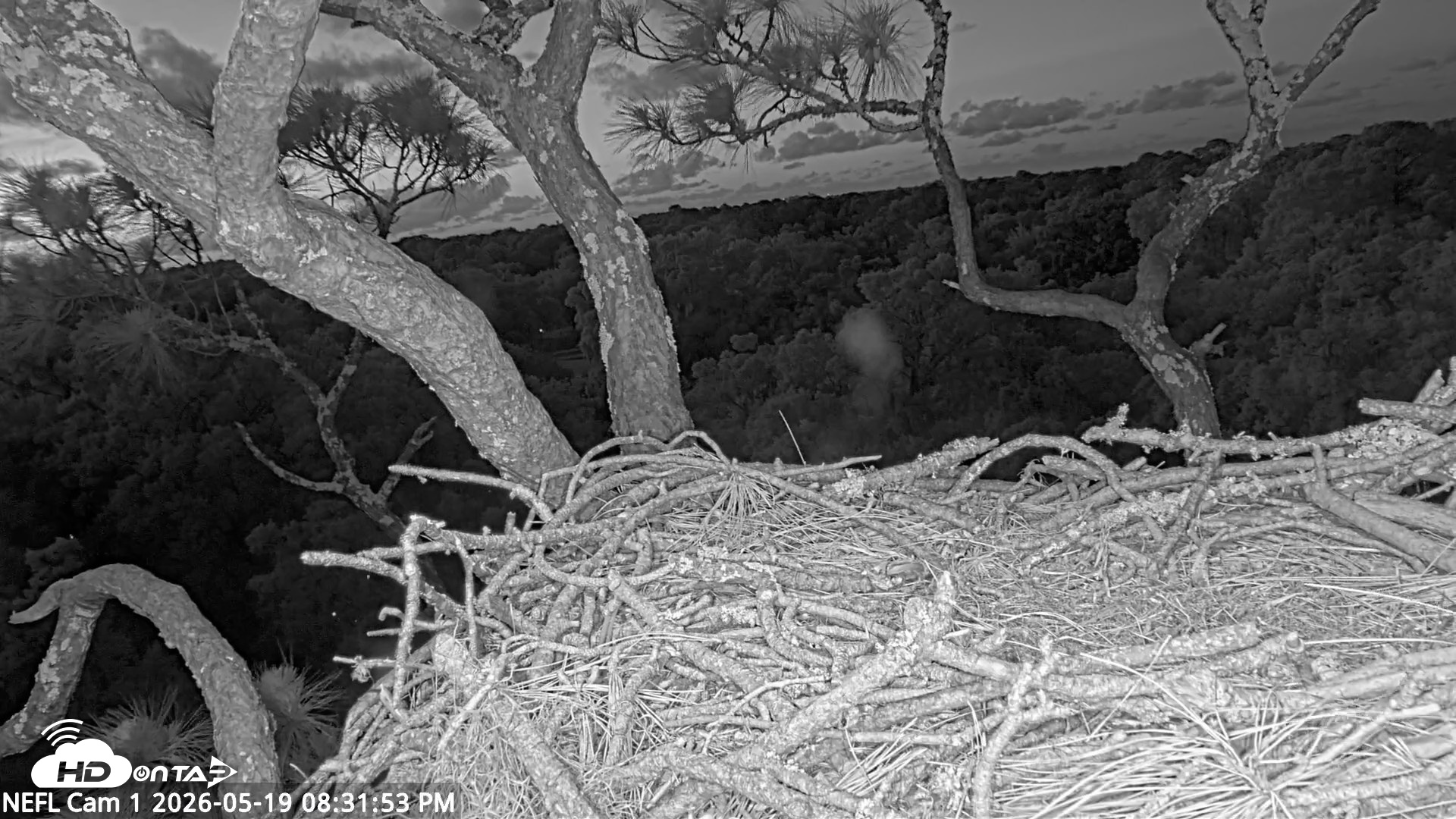 Snapshot of NE Florida Eagles Live Webcam taken May 19, 2026, 8:33pm EDT