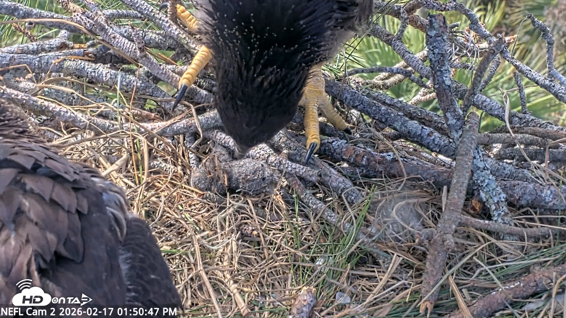 Snapshot of NE Florida Eagles Live Webcam taken Feb 17, 2026, 1:53pm EST