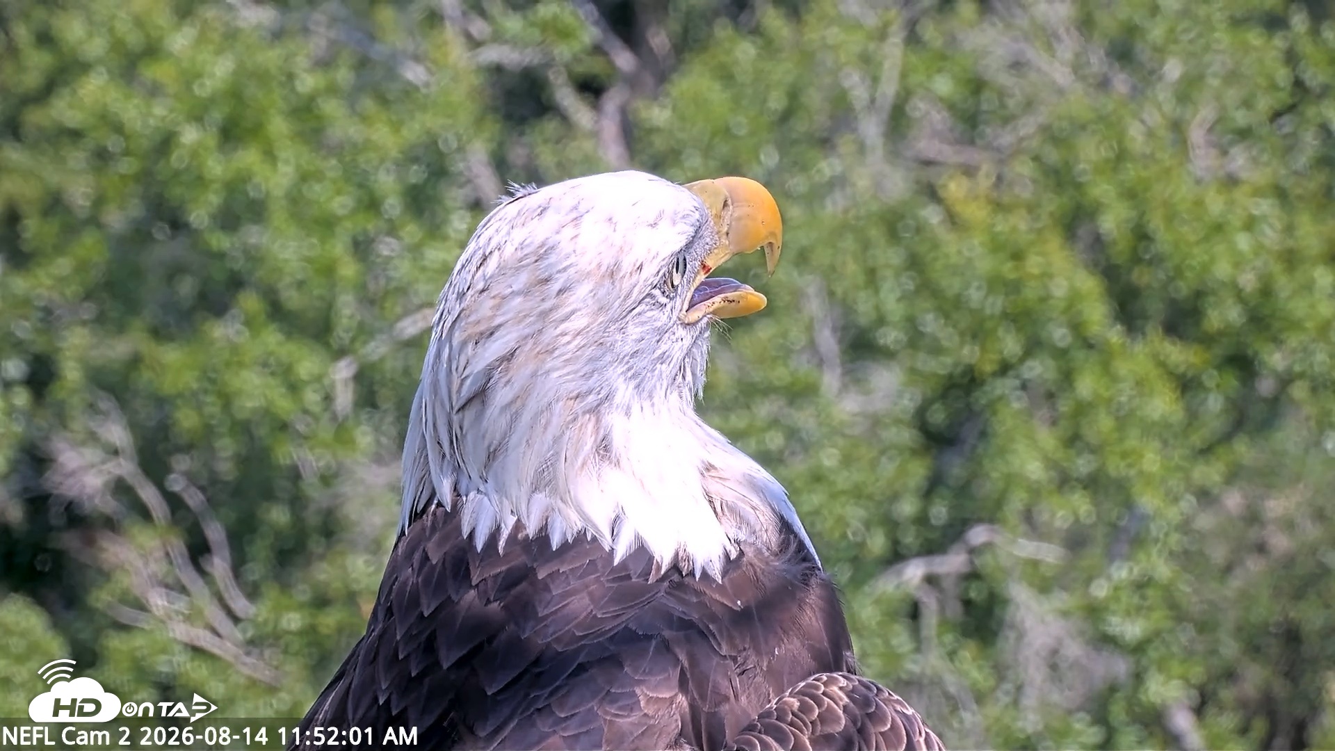 Snapshot of NE Florida Eagles Live Webcam taken Aug 14, 2026, 11:52am EDT