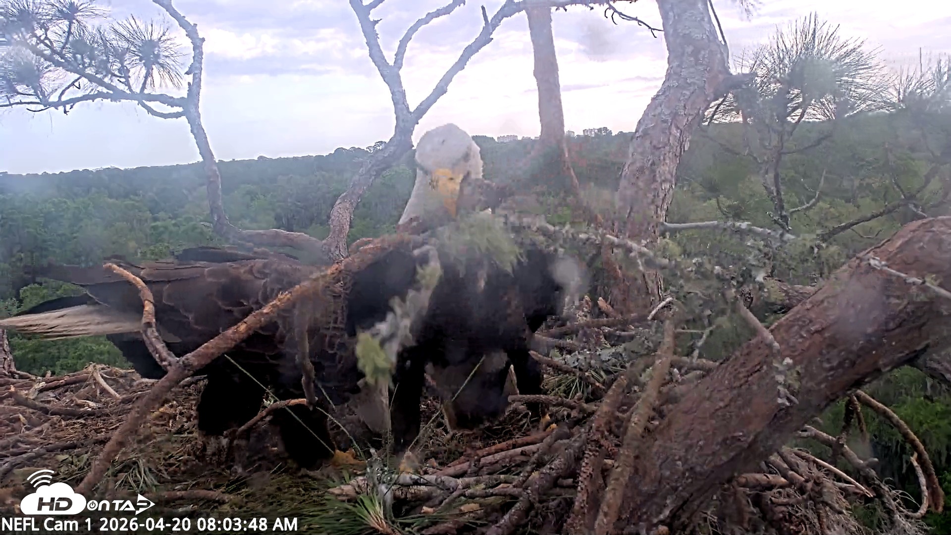 Snapshot of NE Florida Eagles Live Webcam taken Apr 20, 2026, 8:04am EDT