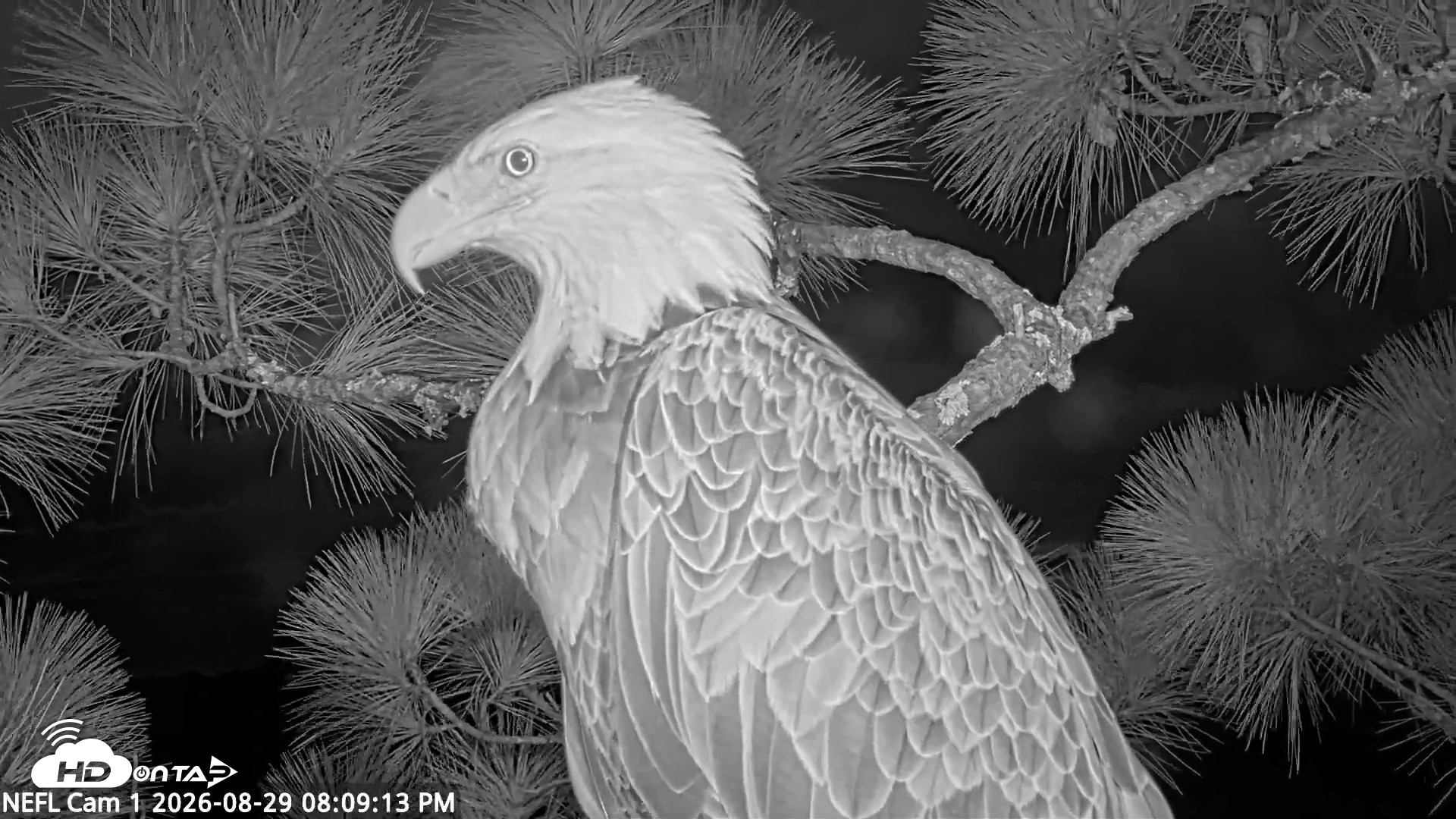 Snapshot of NE Florida Eagles Live Webcam taken Aug 29, 2026, 8:10pm EDT