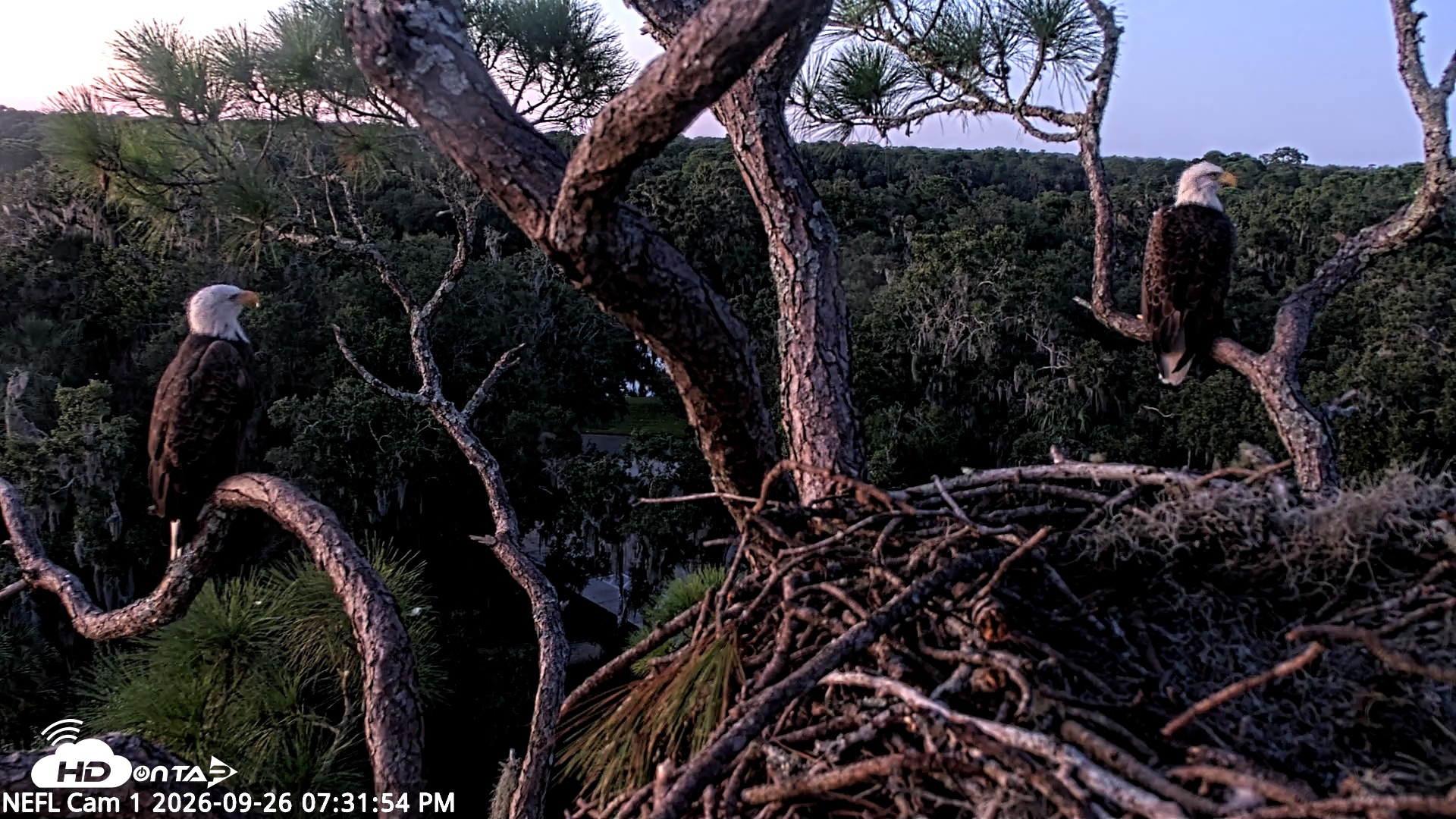 Snapshot of NE Florida Eagles Live Webcam taken Sep 26, 2026, 7:32pm EDT