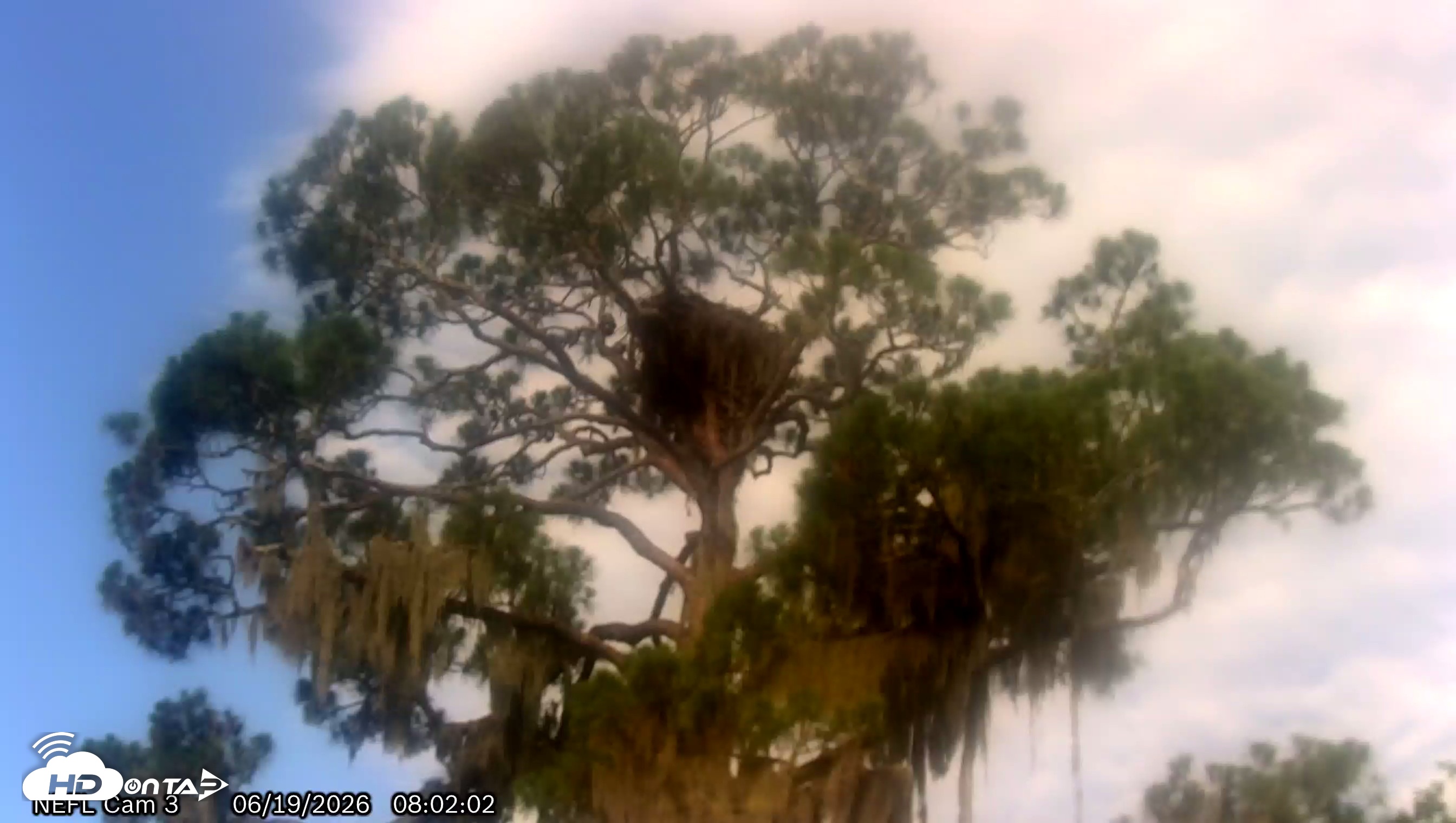 Snapshot of NE Florida Eagles Live Webcam taken Jun 19, 2026, 8:05am EDT