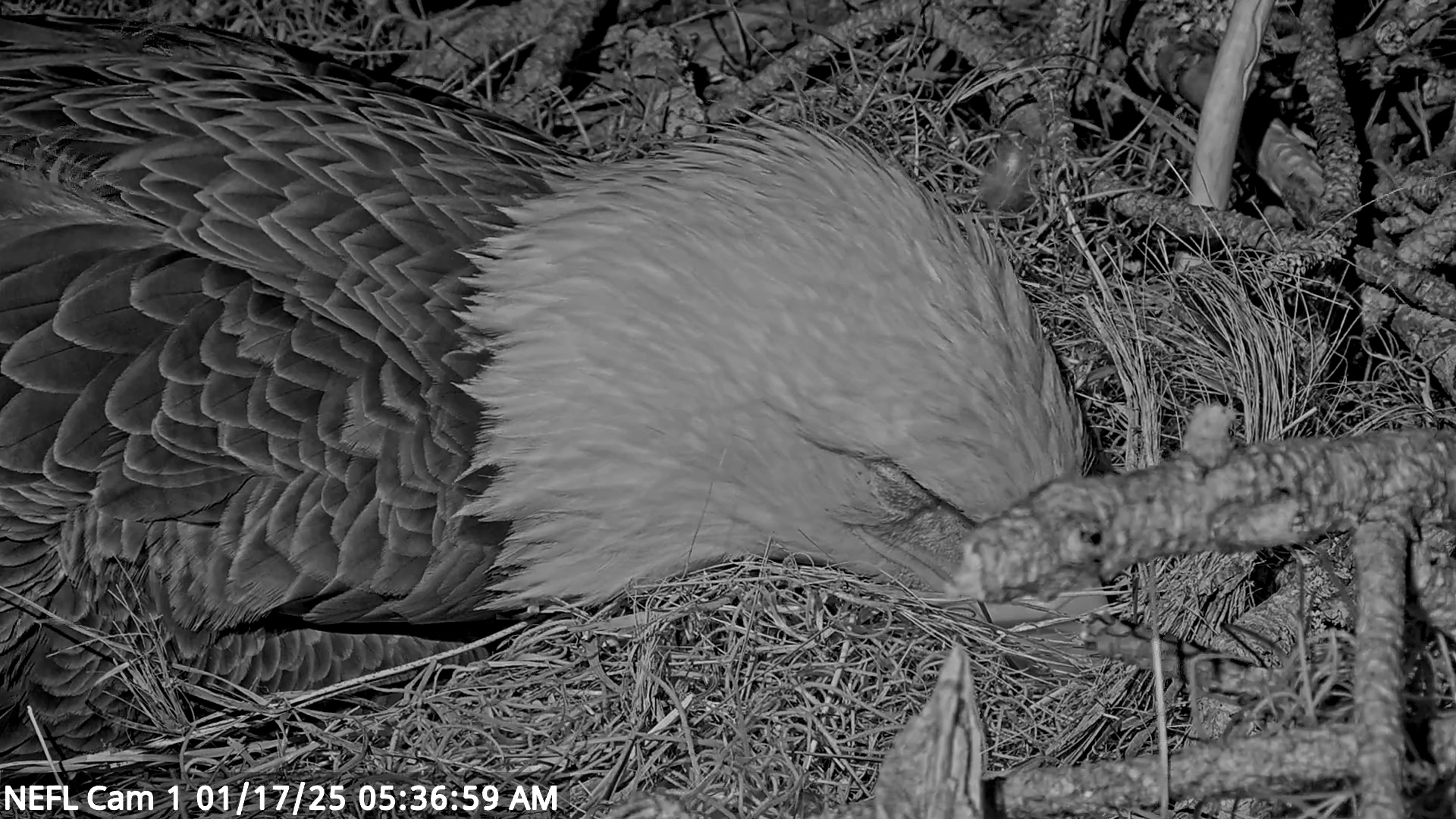 Snapshot of NE Florida Eagles Live Webcam taken Jan 17, 2025, 5:37am EST