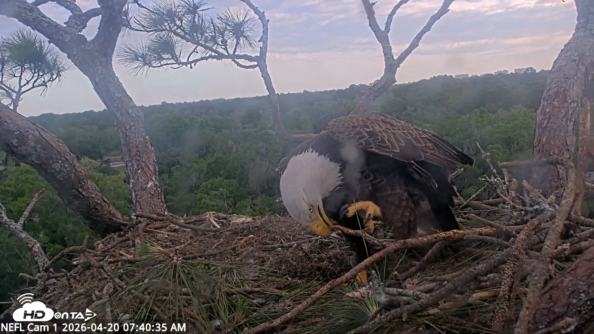 Snapshot of NE Florida Eagles Live Webcam taken Apr 20, 2026, 7:41am EDT
