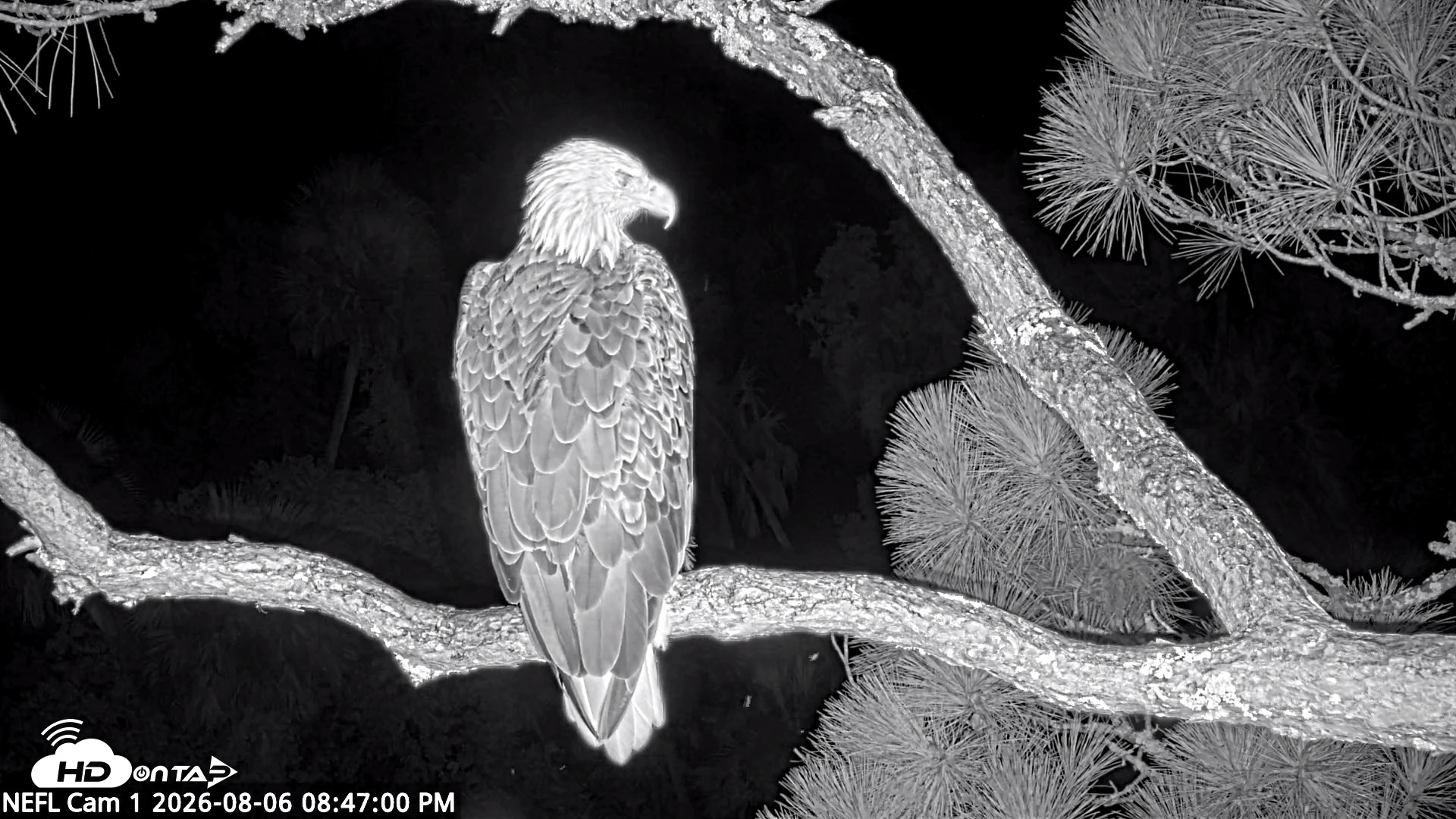 Snapshot of NE Florida Eagles Live Webcam taken Aug 6, 2026, 8:47pm EDT