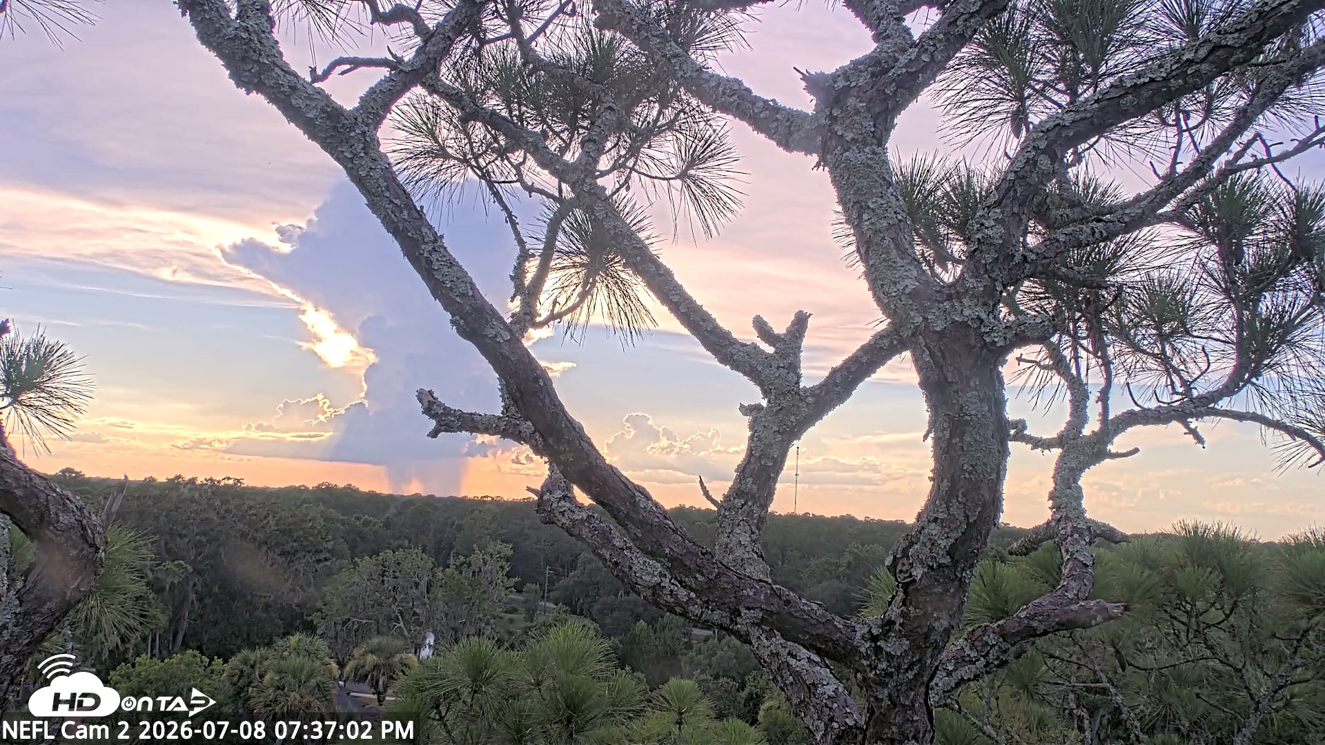 Snapshot of NE Florida Eagles Live Webcam taken Jul 8, 2026, 7:38pm EDT