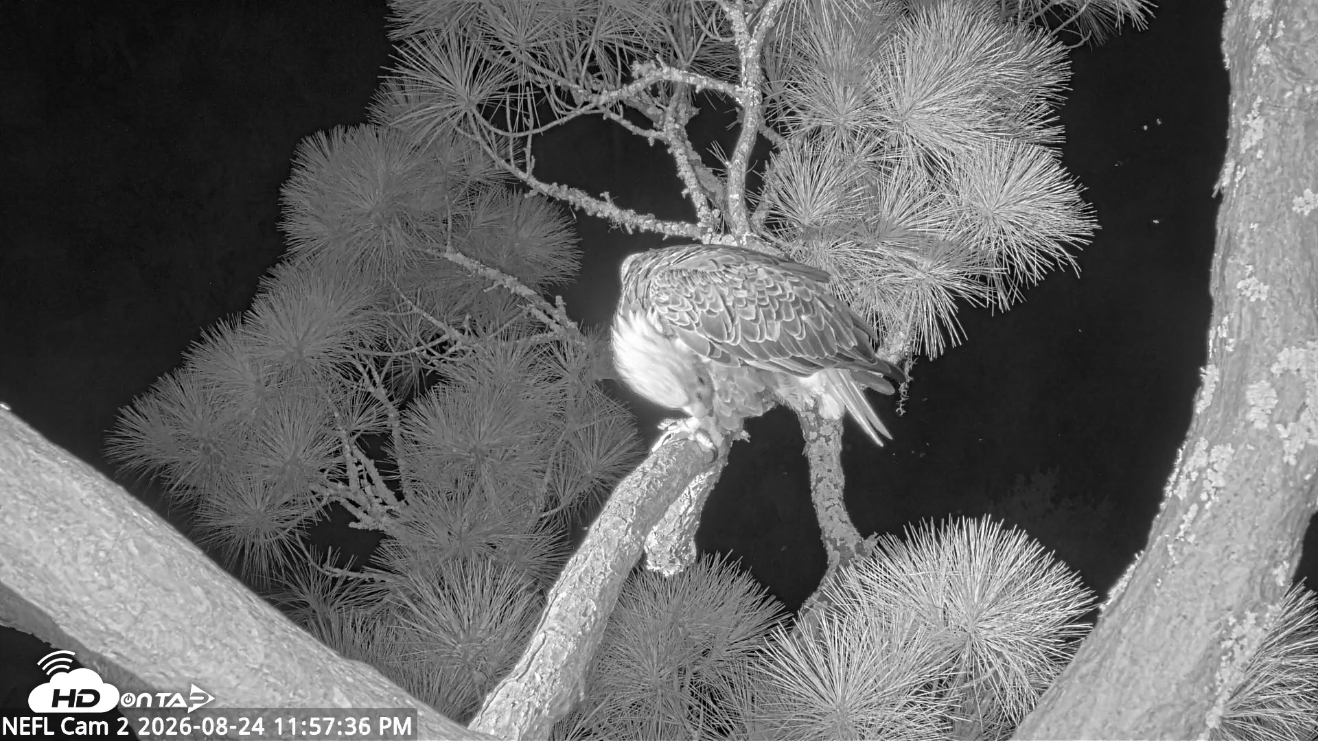 Snapshot of NE Florida Eagles Live Webcam taken Aug 24, 2026, 11:58pm EDT