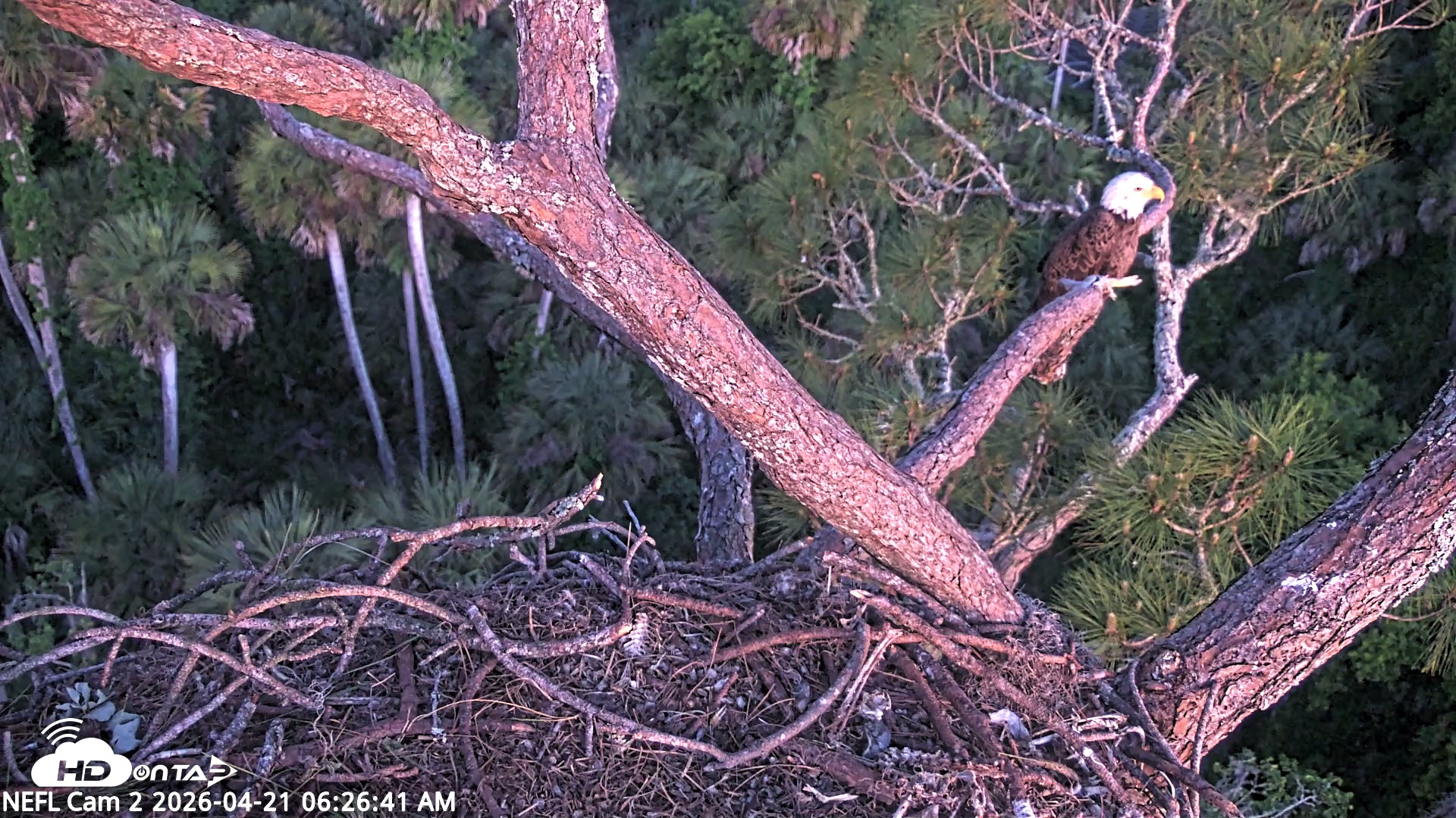Snapshot of NE Florida Eagles Live Webcam taken Apr 21, 2026, 6:27am EDT