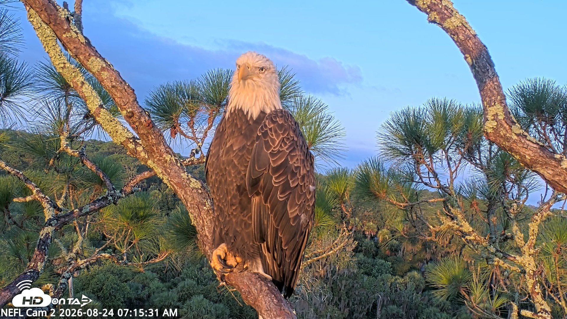 Snapshot of NE Florida Eagles Live Webcam taken Aug 24, 2026, 7:16am EDT