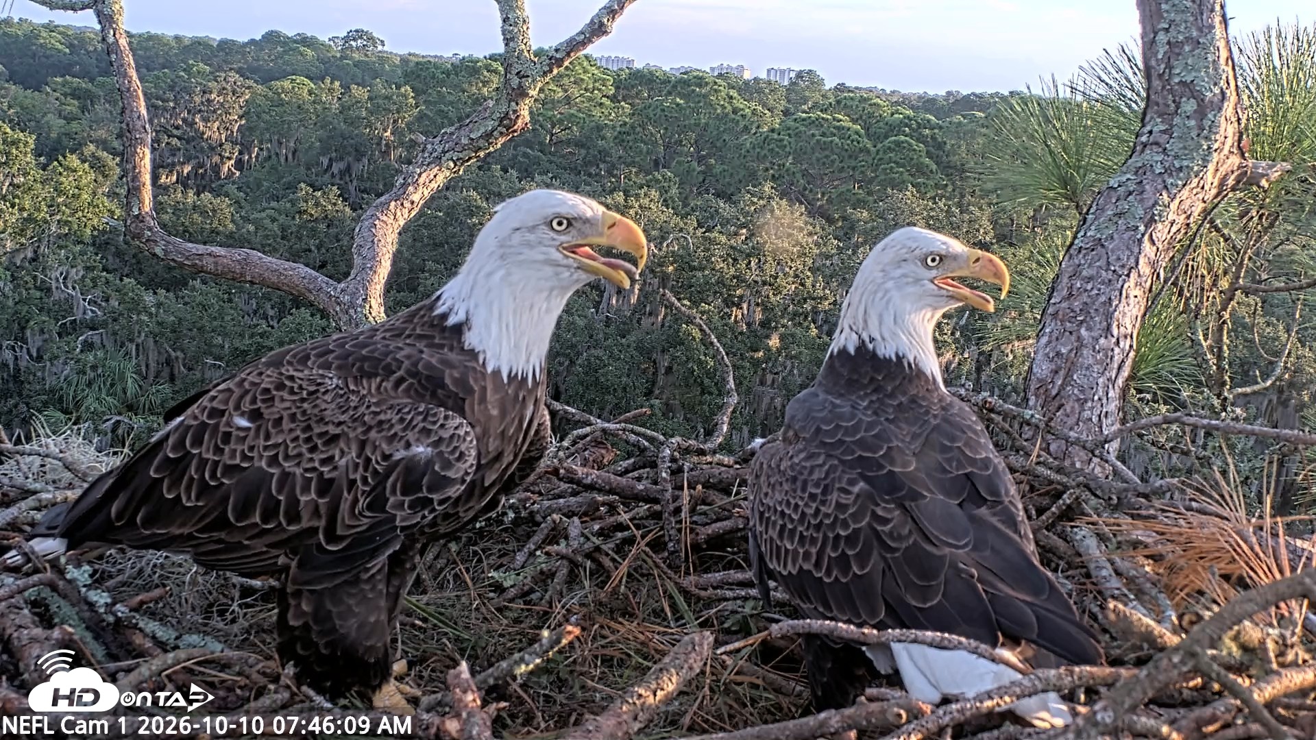 Snapshot of NE Florida Eagles Live Webcam taken Oct 10, 2026, 7:47am EDT