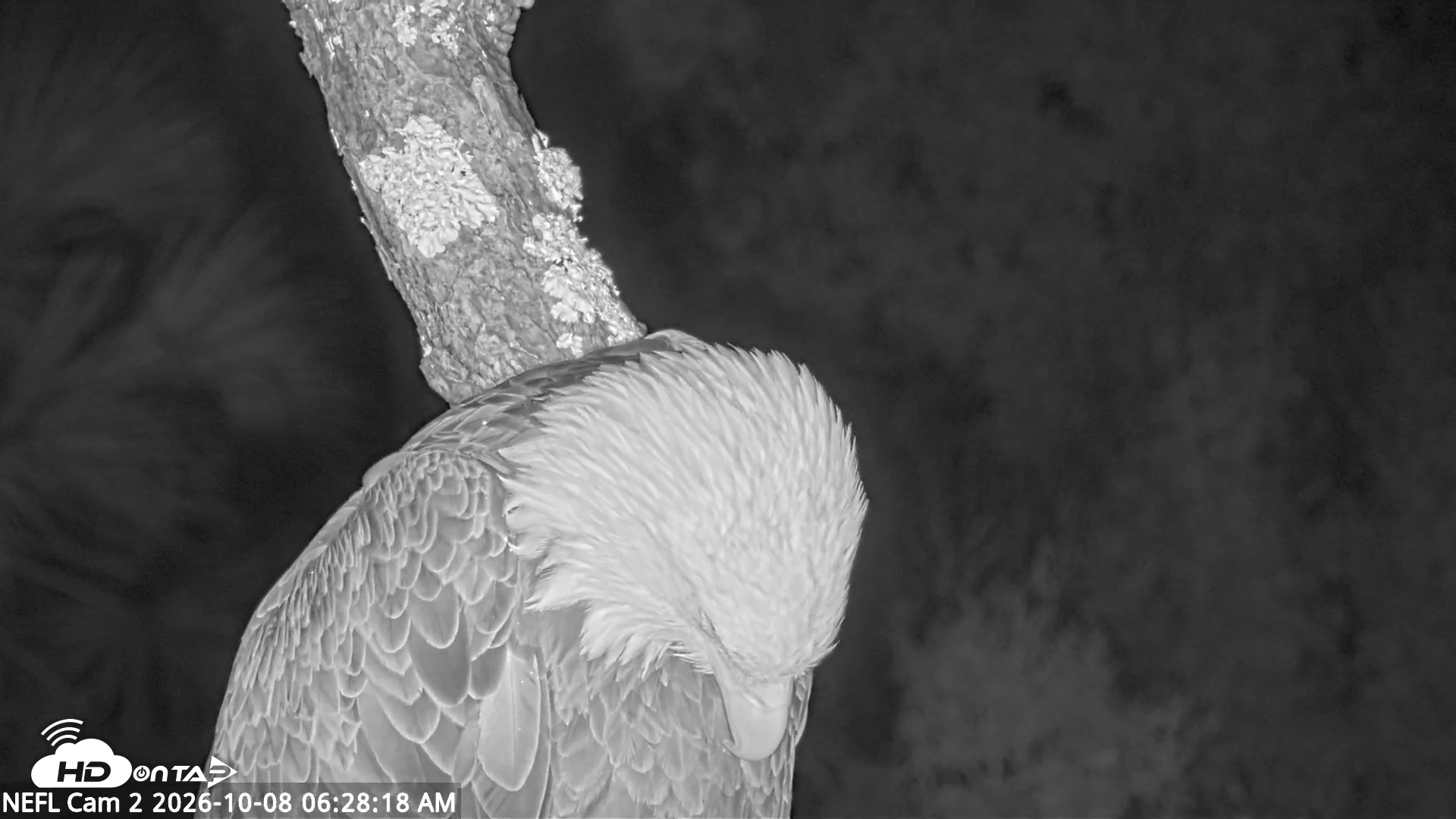 Snapshot of NE Florida Eagles Live Webcam taken Oct 8, 2026, 6:29am EDT