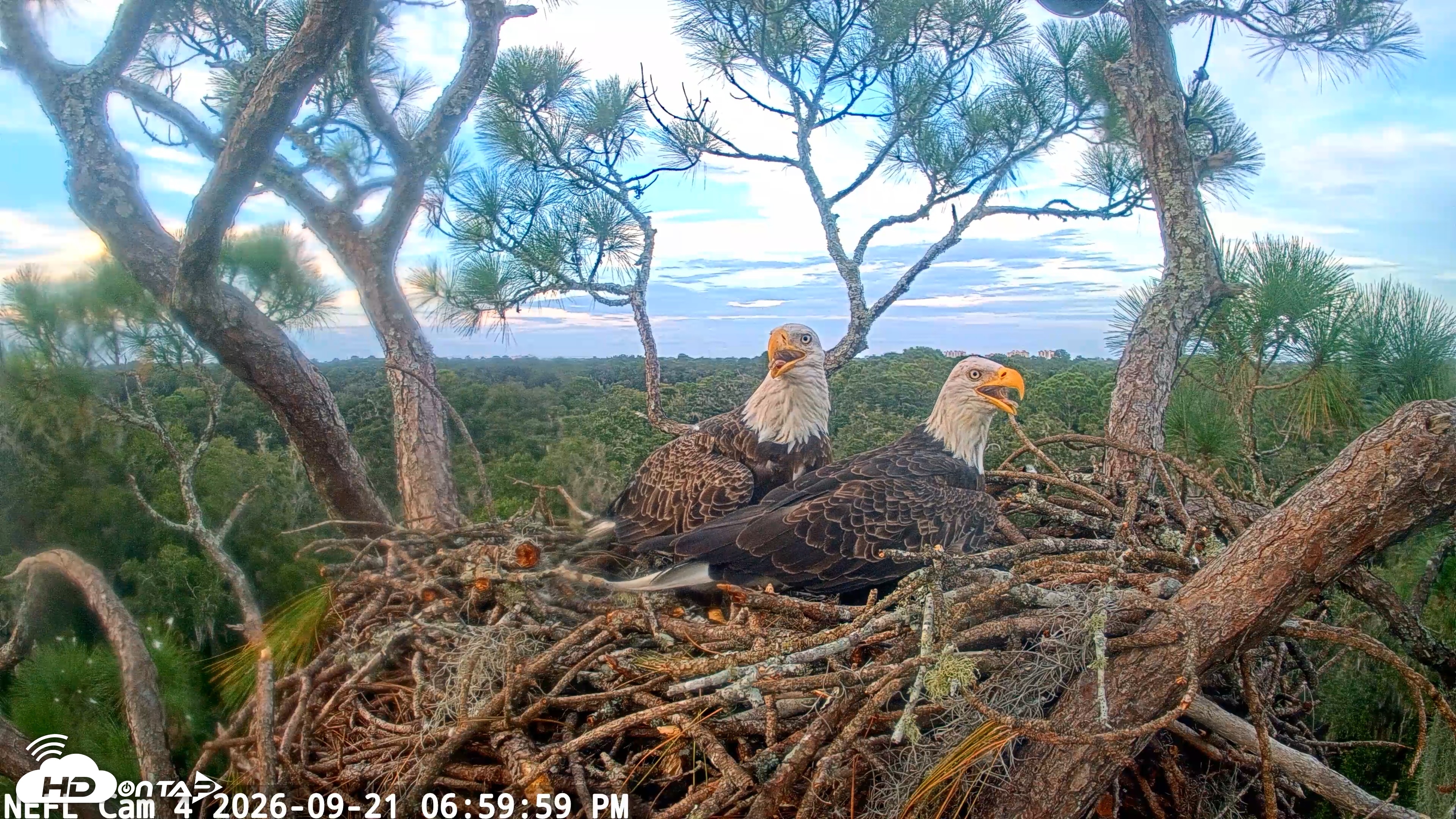 Snapshot of NE Florida Eagles Live Webcam taken Sep 21, 2026, 7:00pm EDT