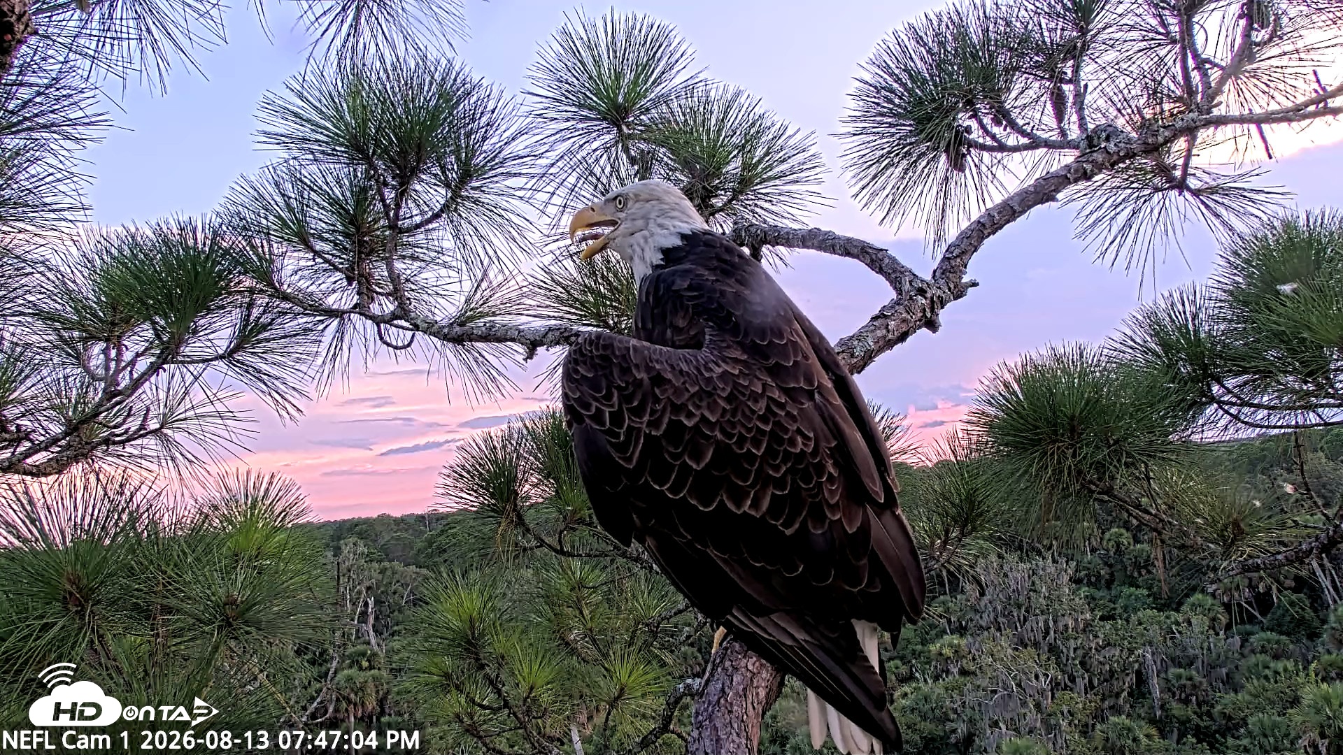 Snapshot of NE Florida Eagles Live Webcam taken Aug 13, 2026, 7:47pm EDT