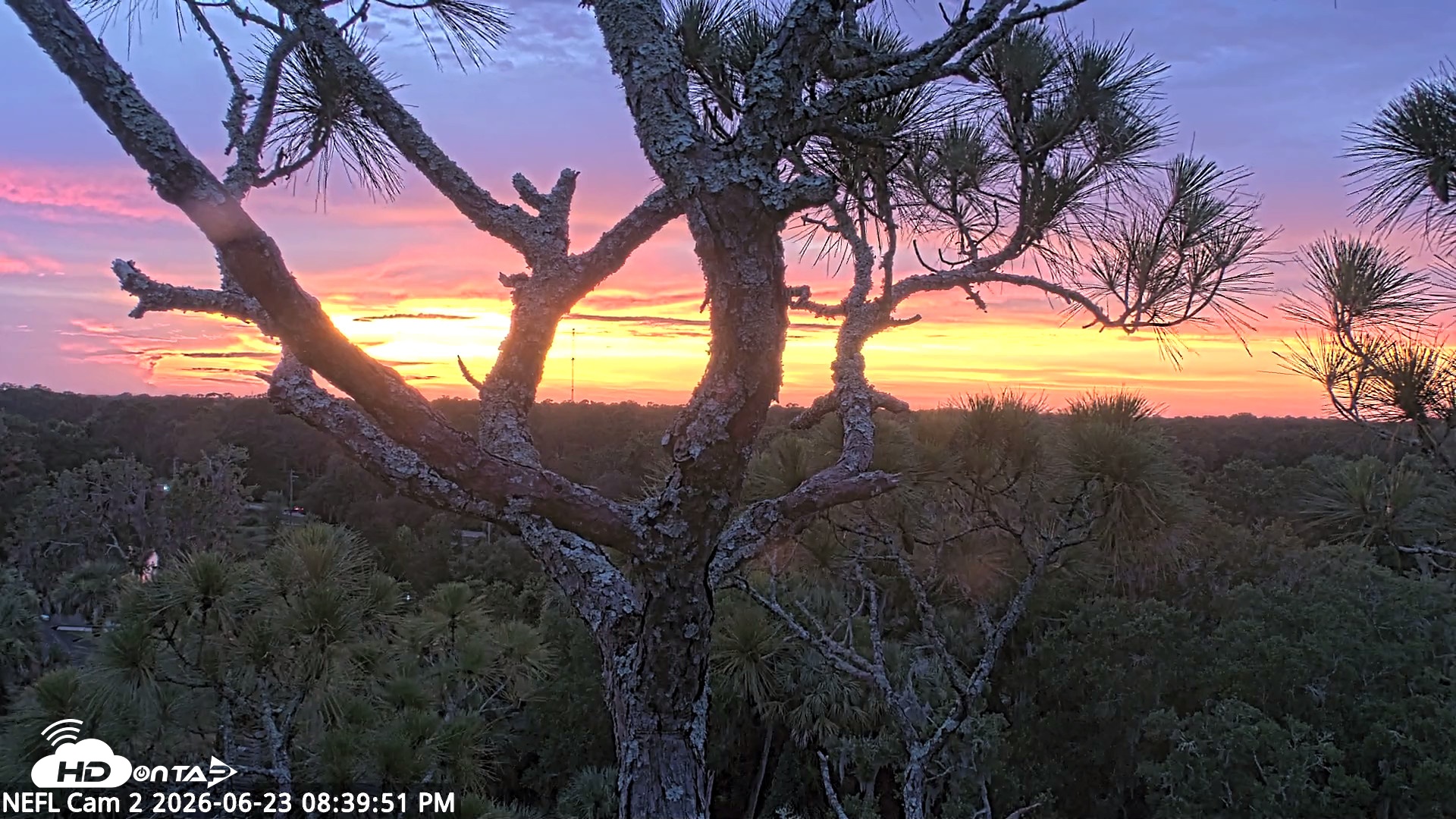 Snapshot of NE Florida Eagles Live Webcam taken Jun 23, 2026, 8:40pm EDT